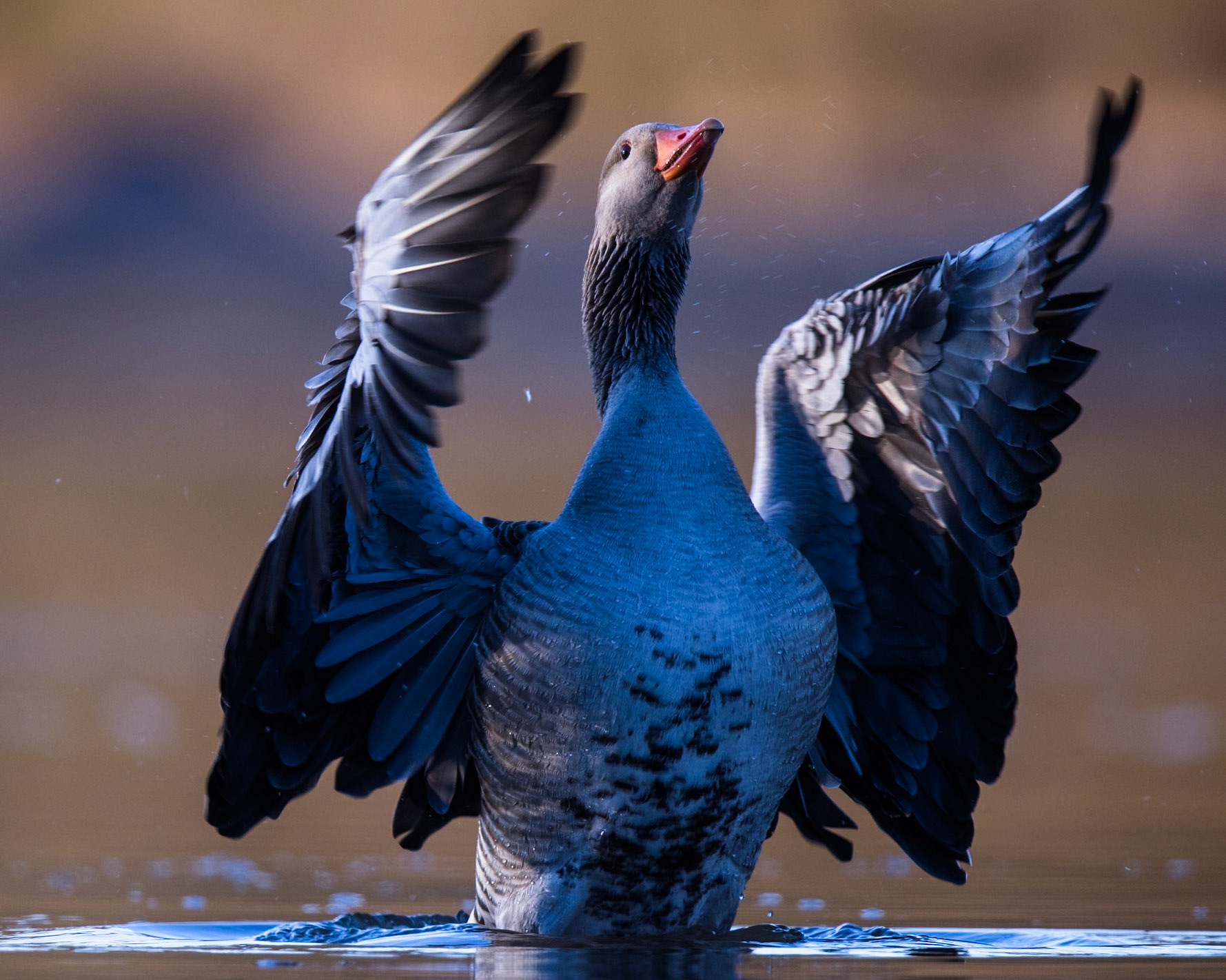 Greylag Goose