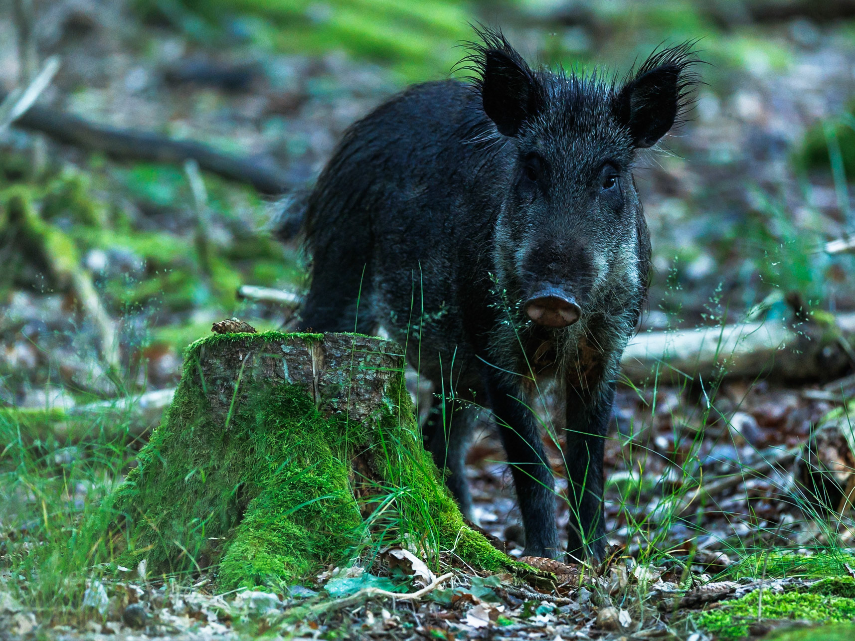 Wild boar