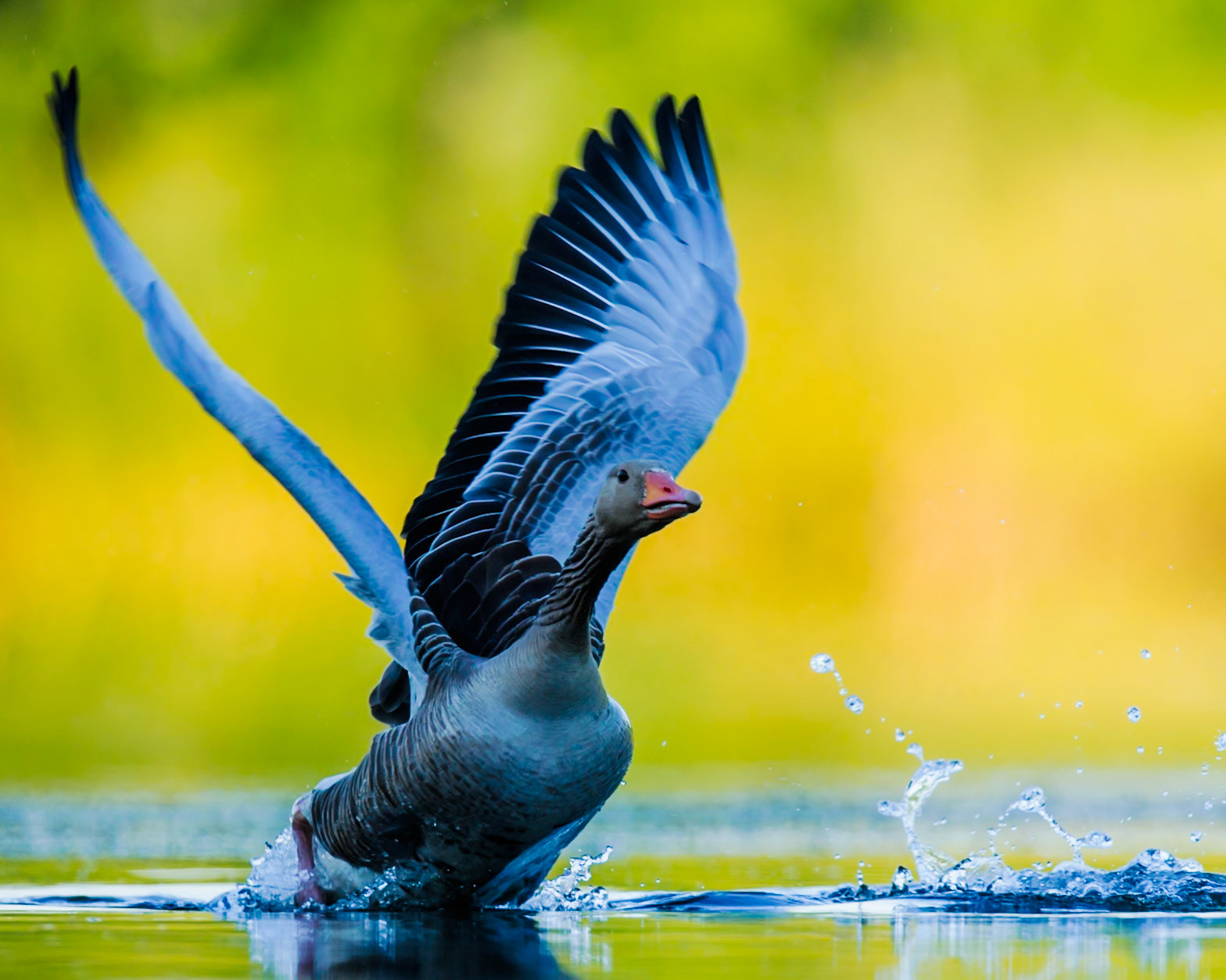 Greylag Goose