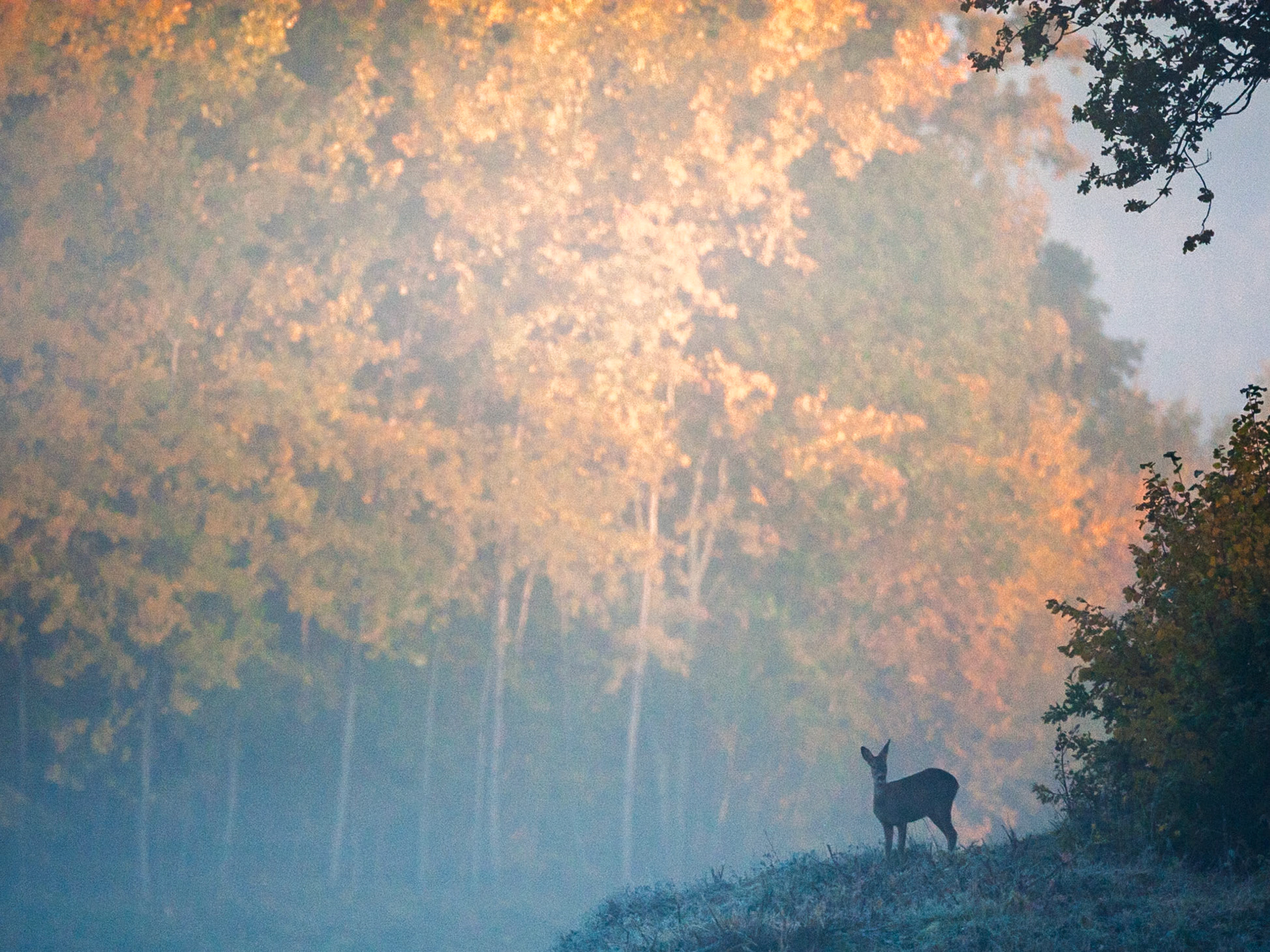 Roe Deer