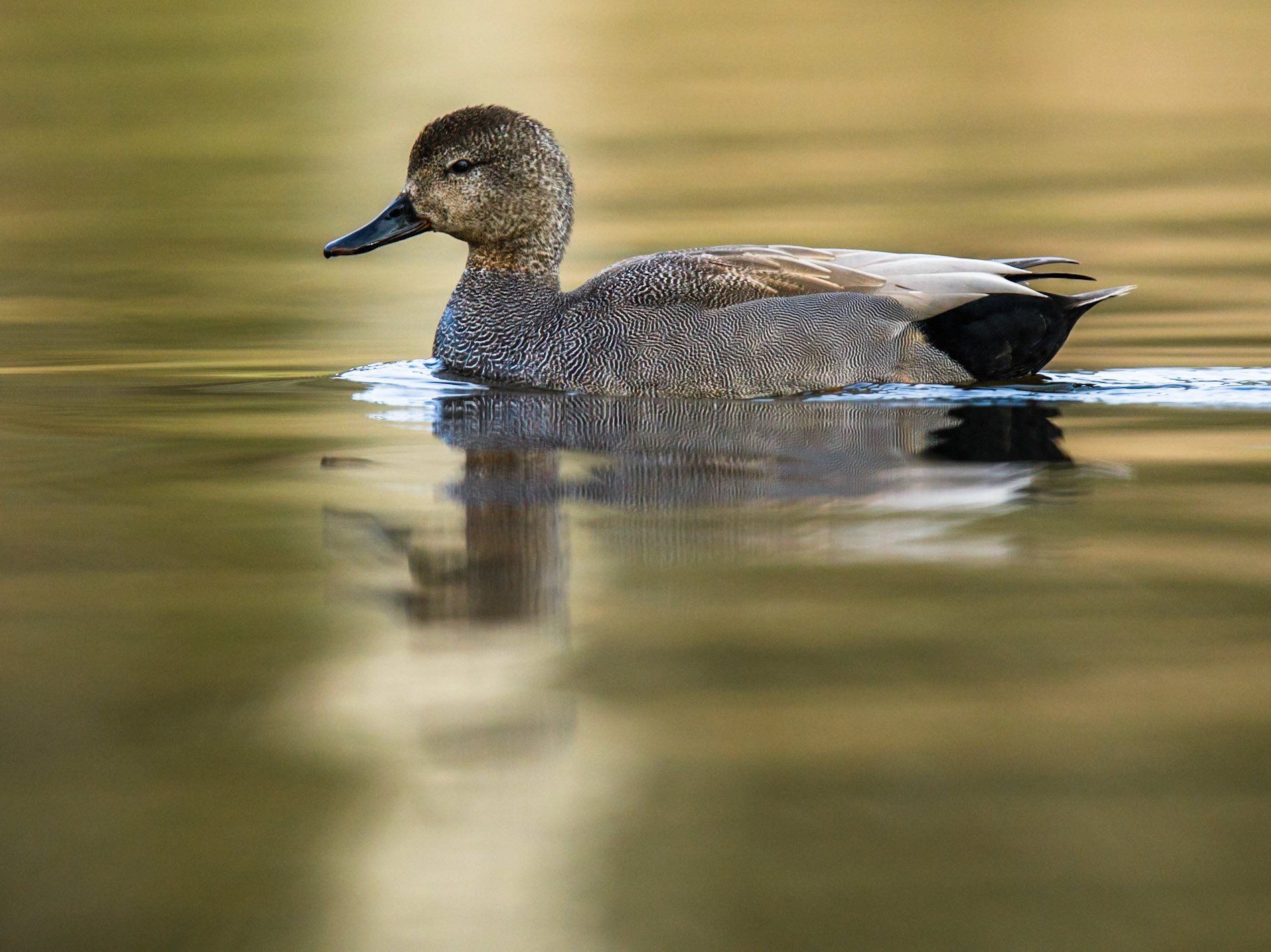 Gadwall