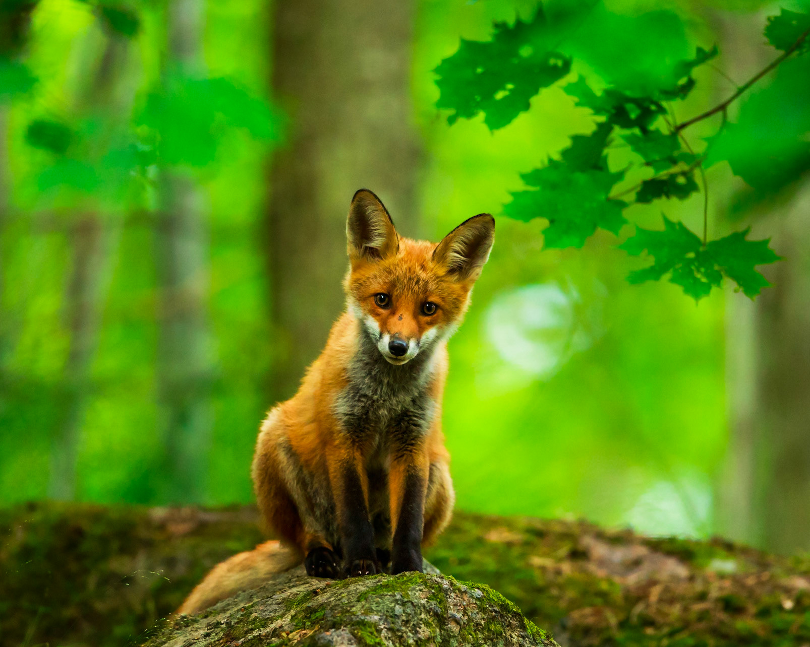 Red Fox