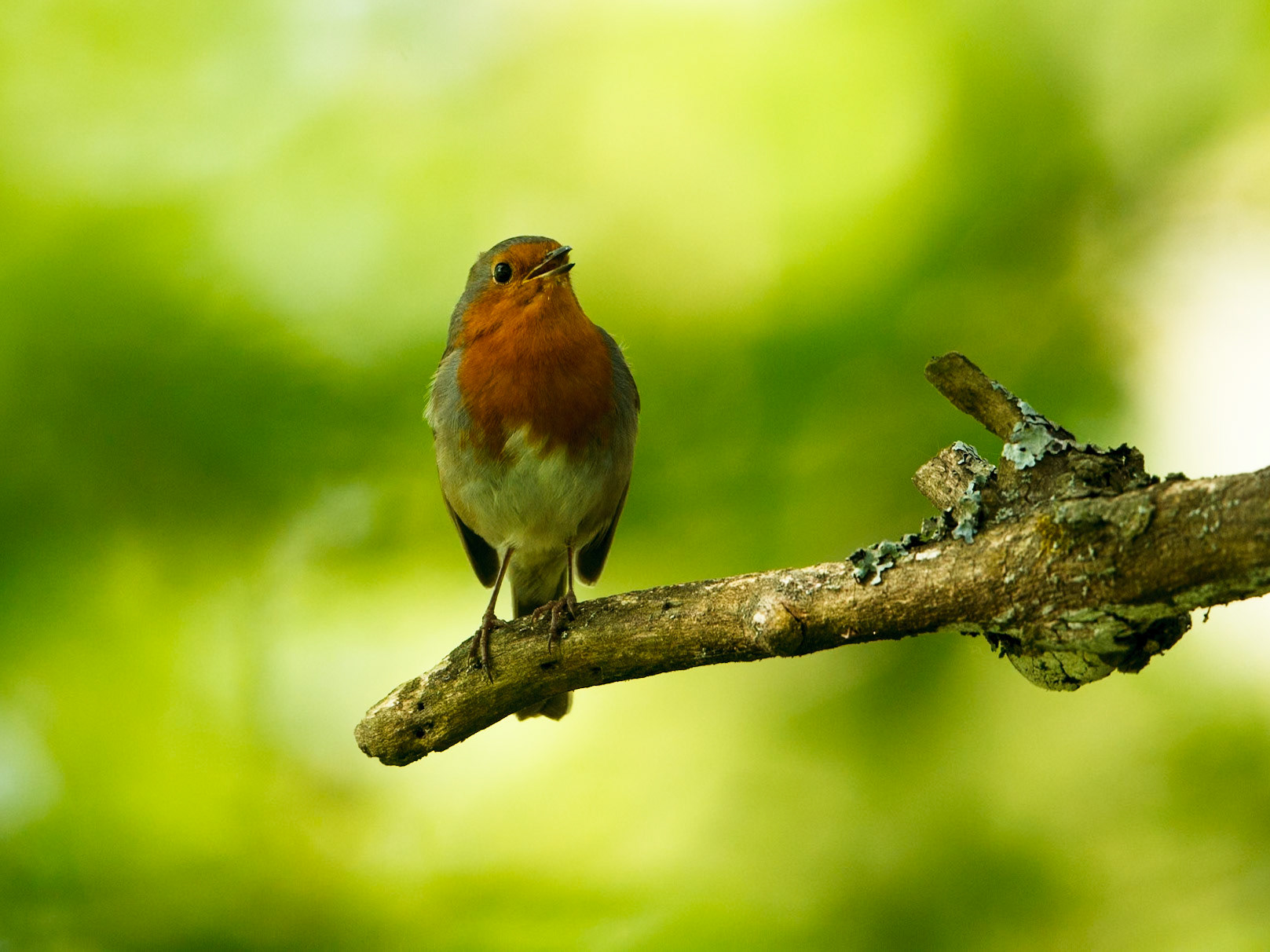 European Robin