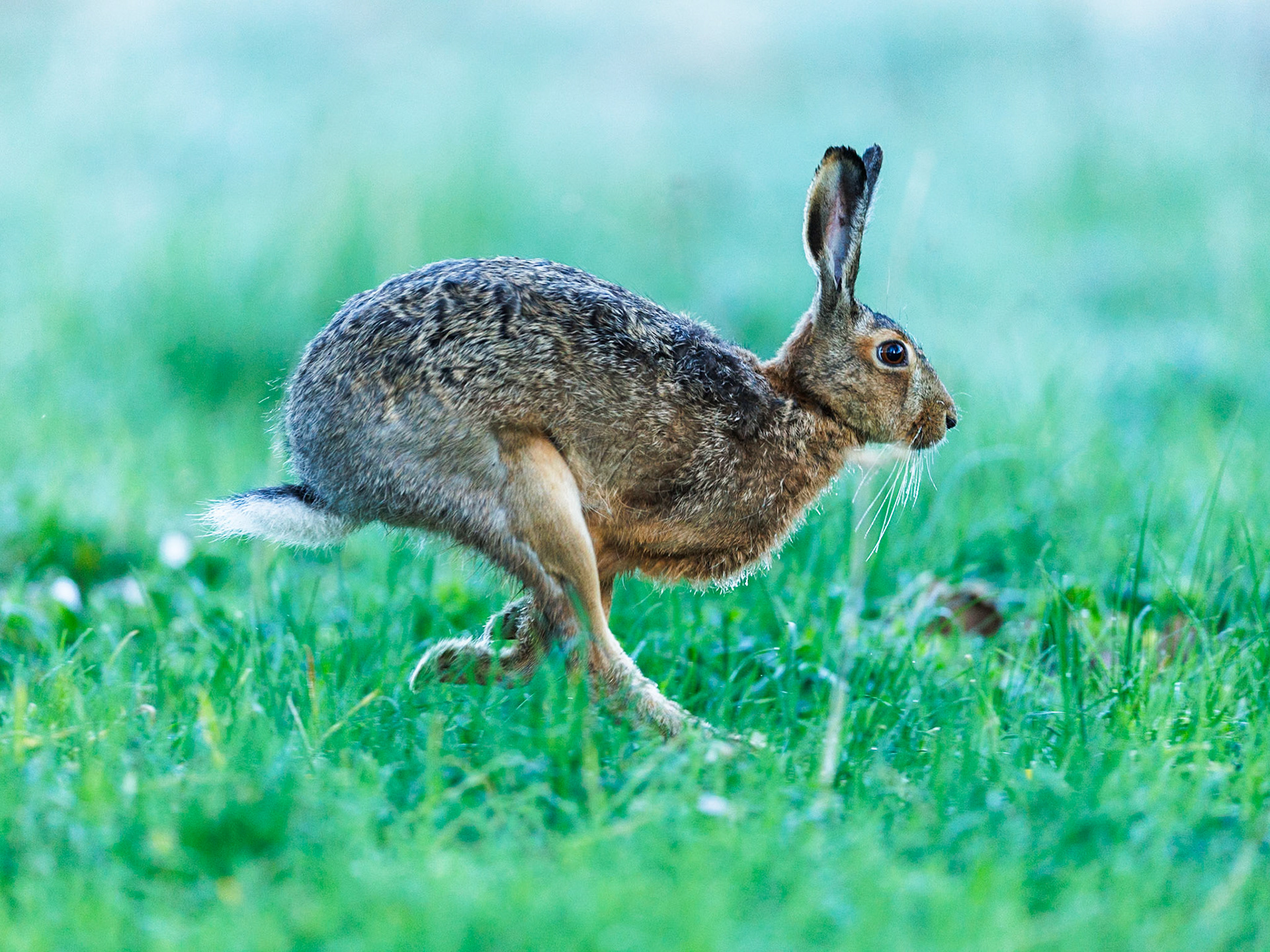 European Hare