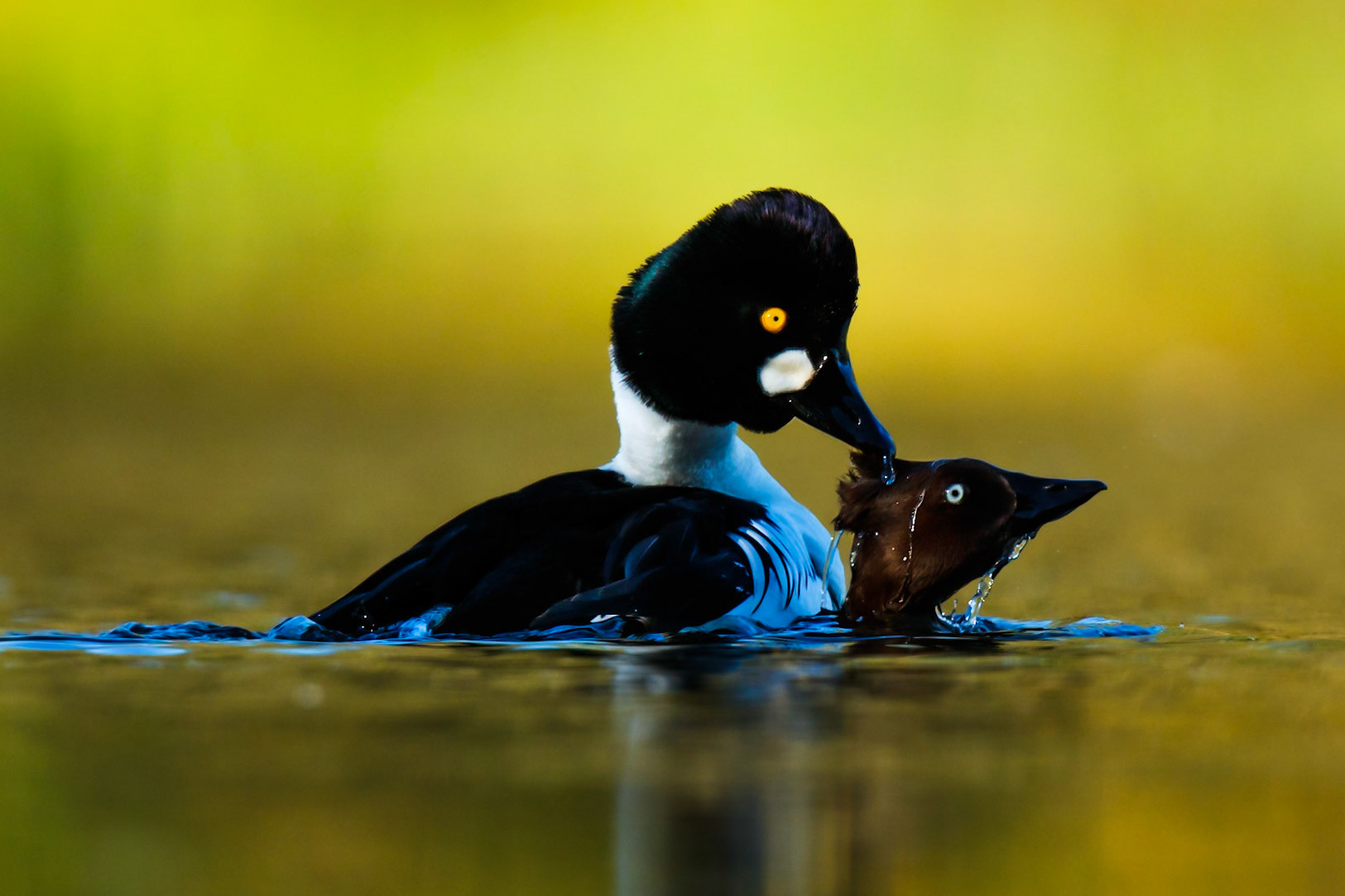 Common Goldeneye