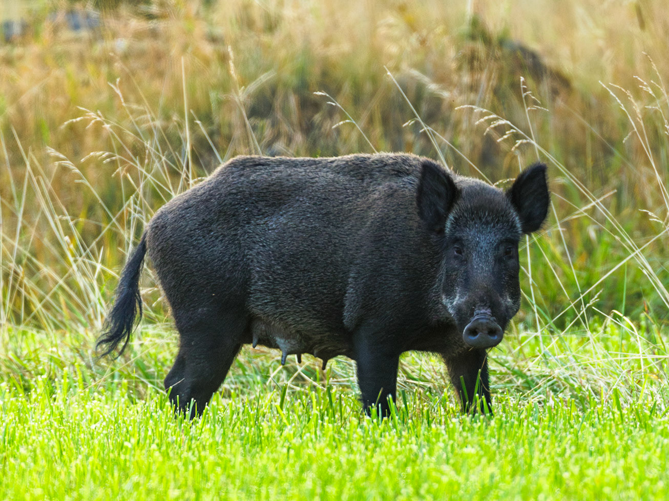 Wild Boar