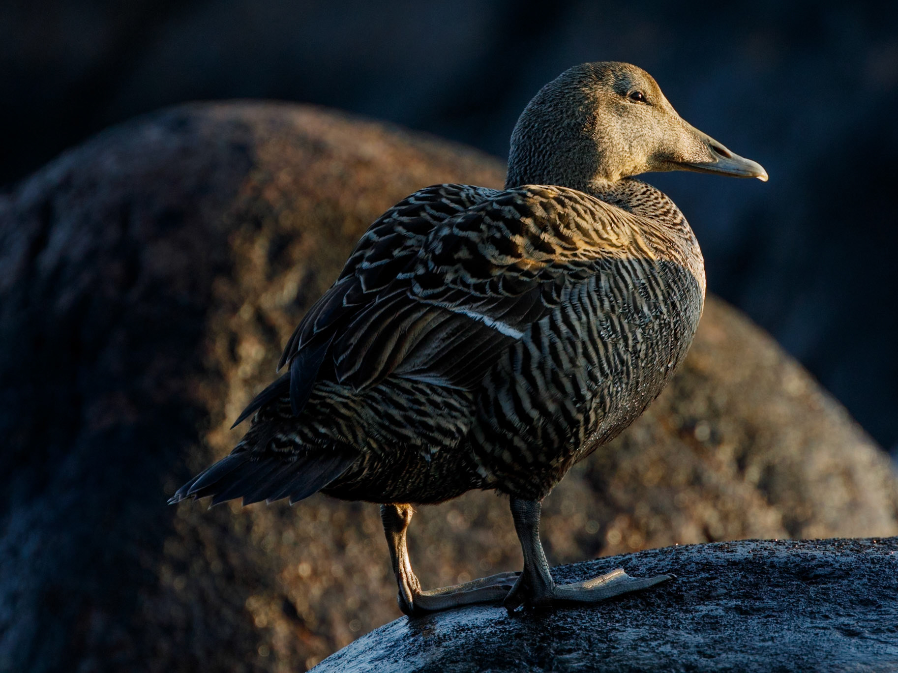 Common Eider