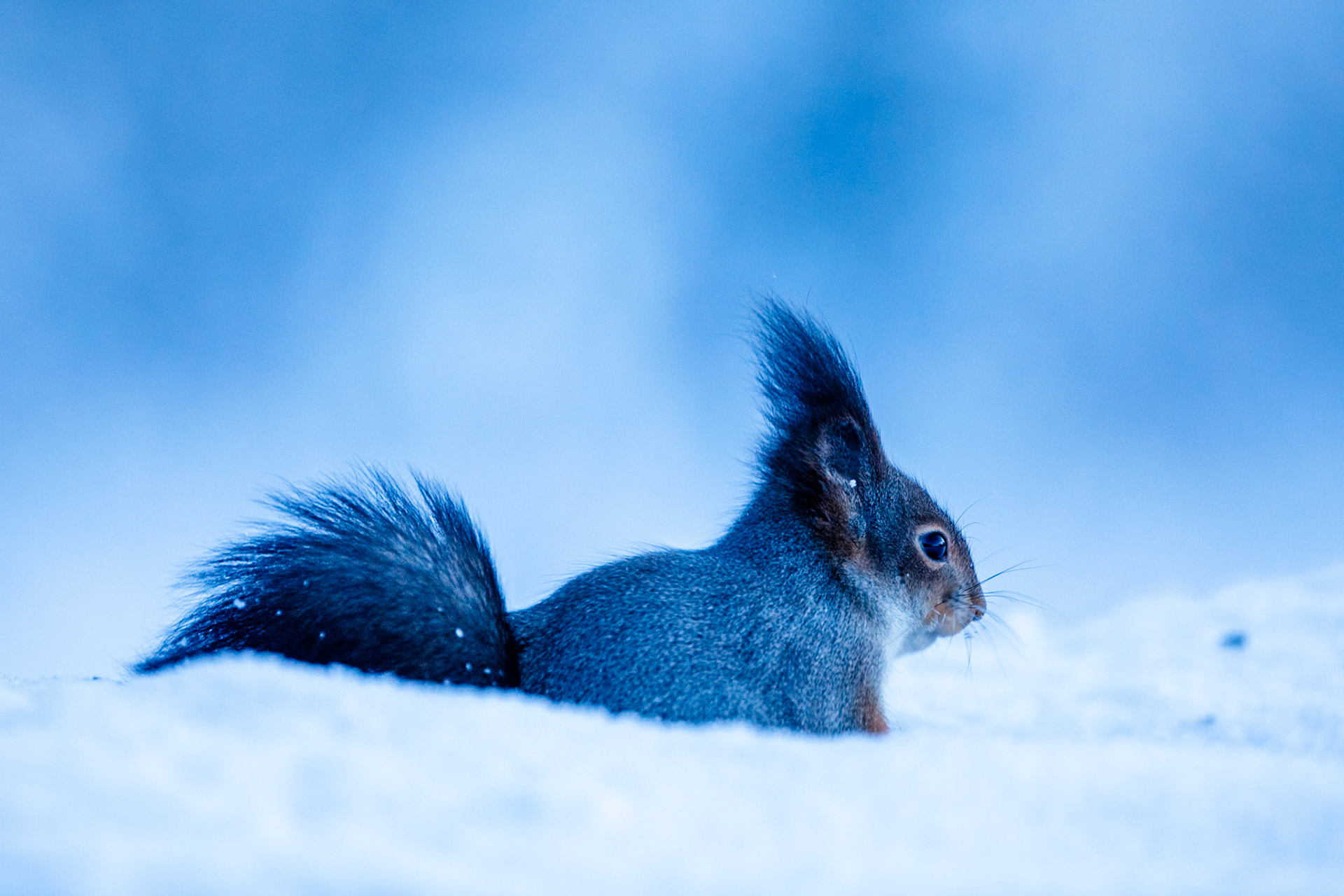 Squirrel