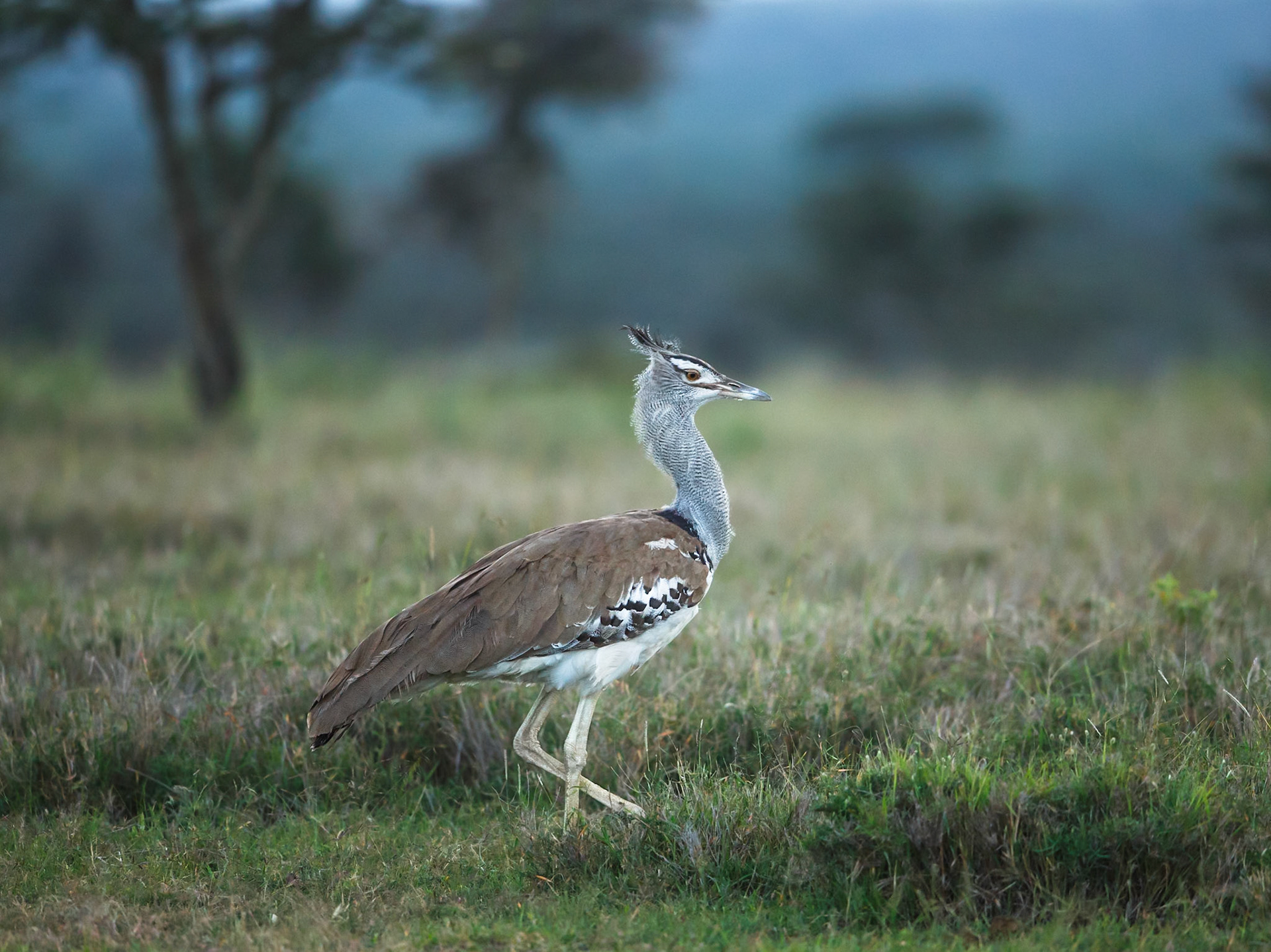 Kori Bustard in Masai Mara 2014