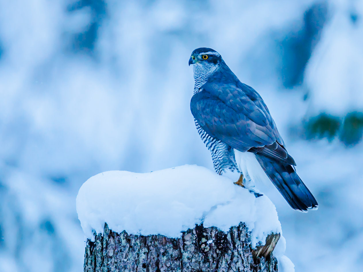 Northern Goshawk