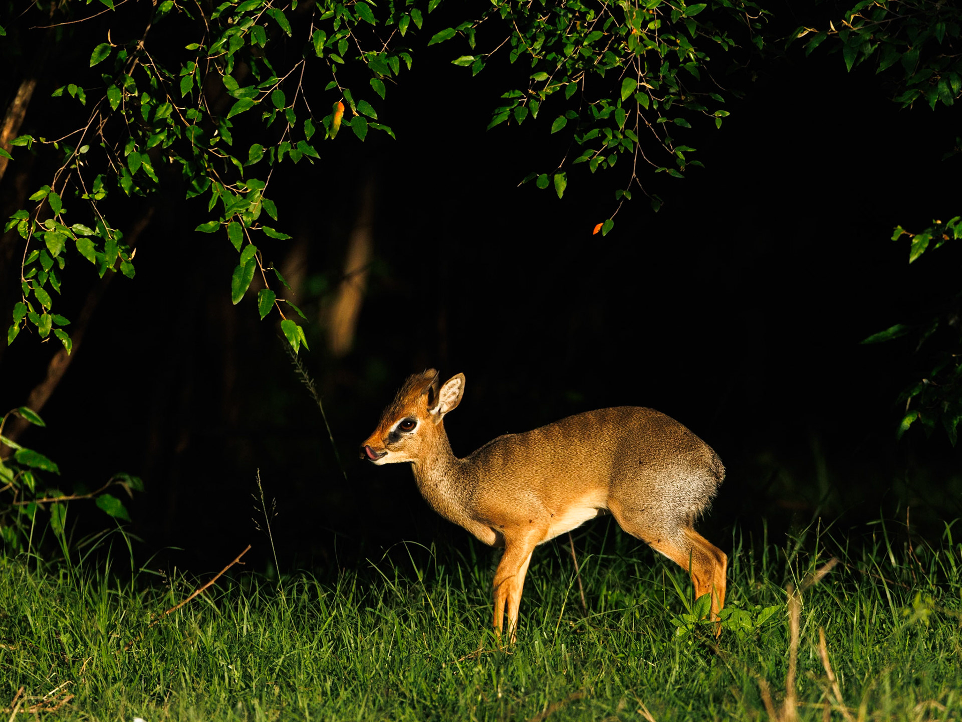 Dik-dik in Masai Mara 2026