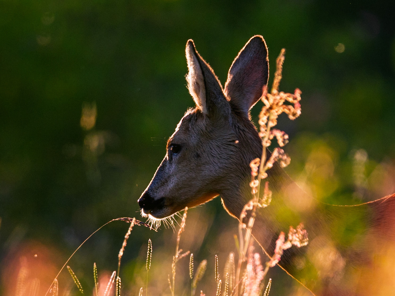 Roe Deer