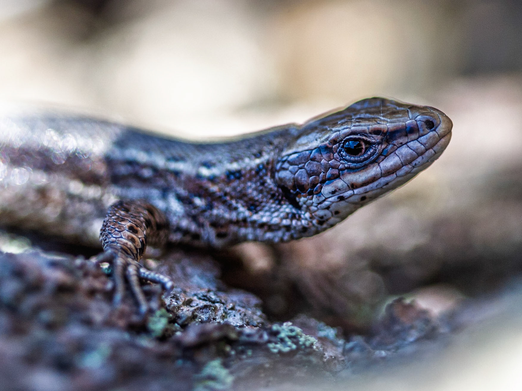 Common Lizard