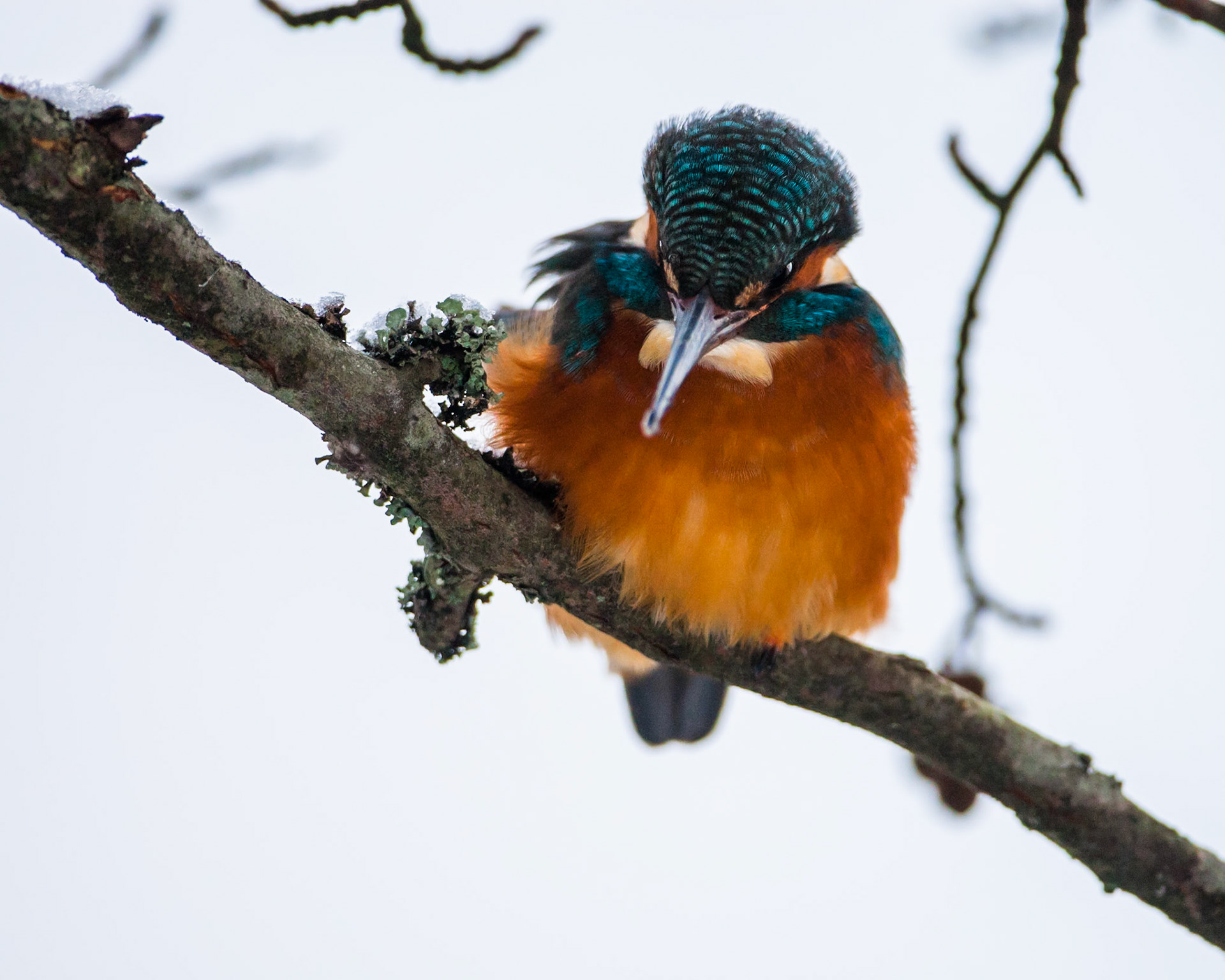 Common Kingfisher