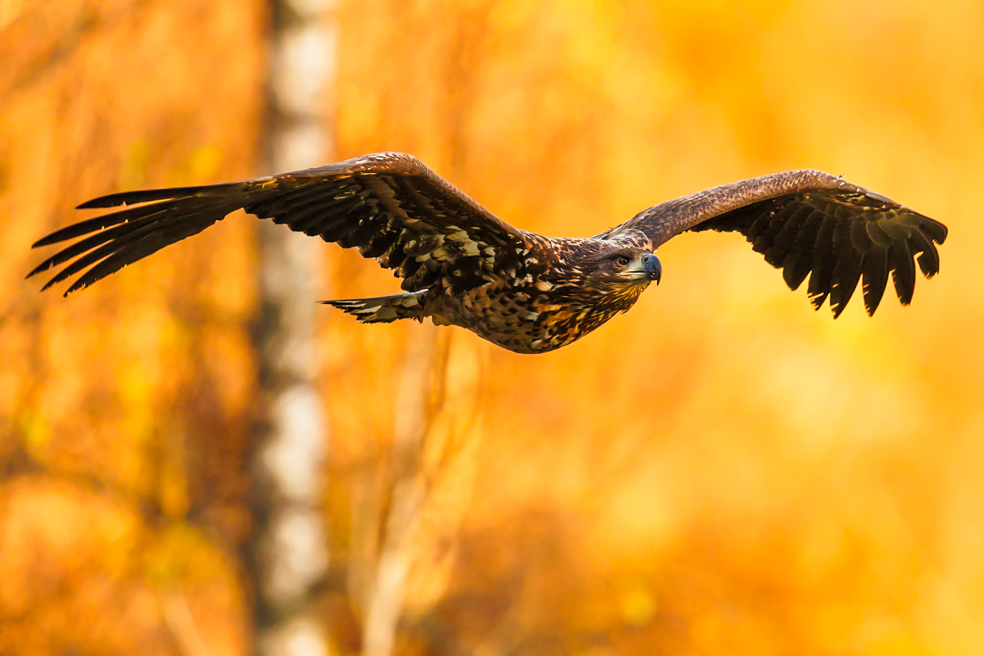 White-tailed Eagle
