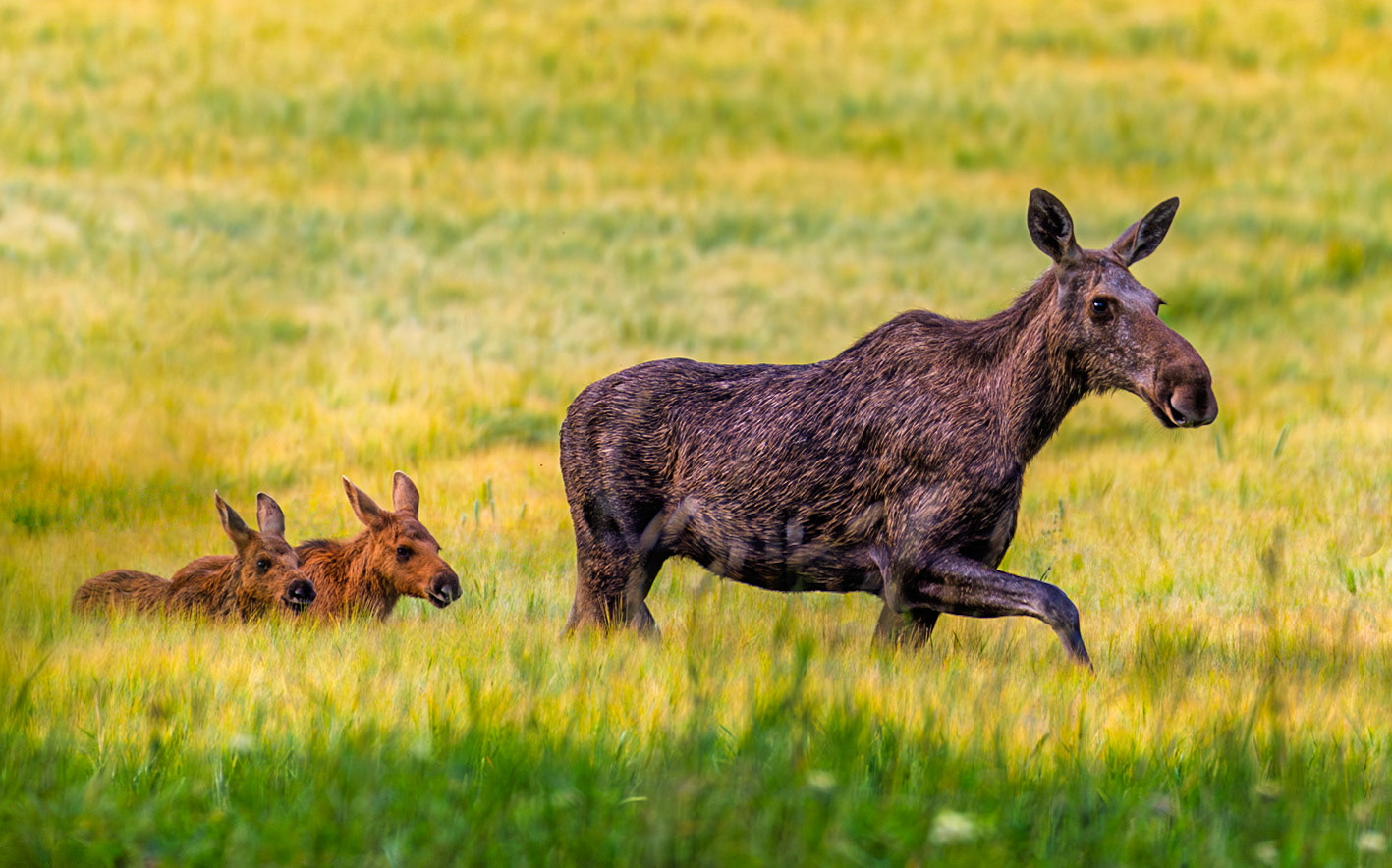 Moose