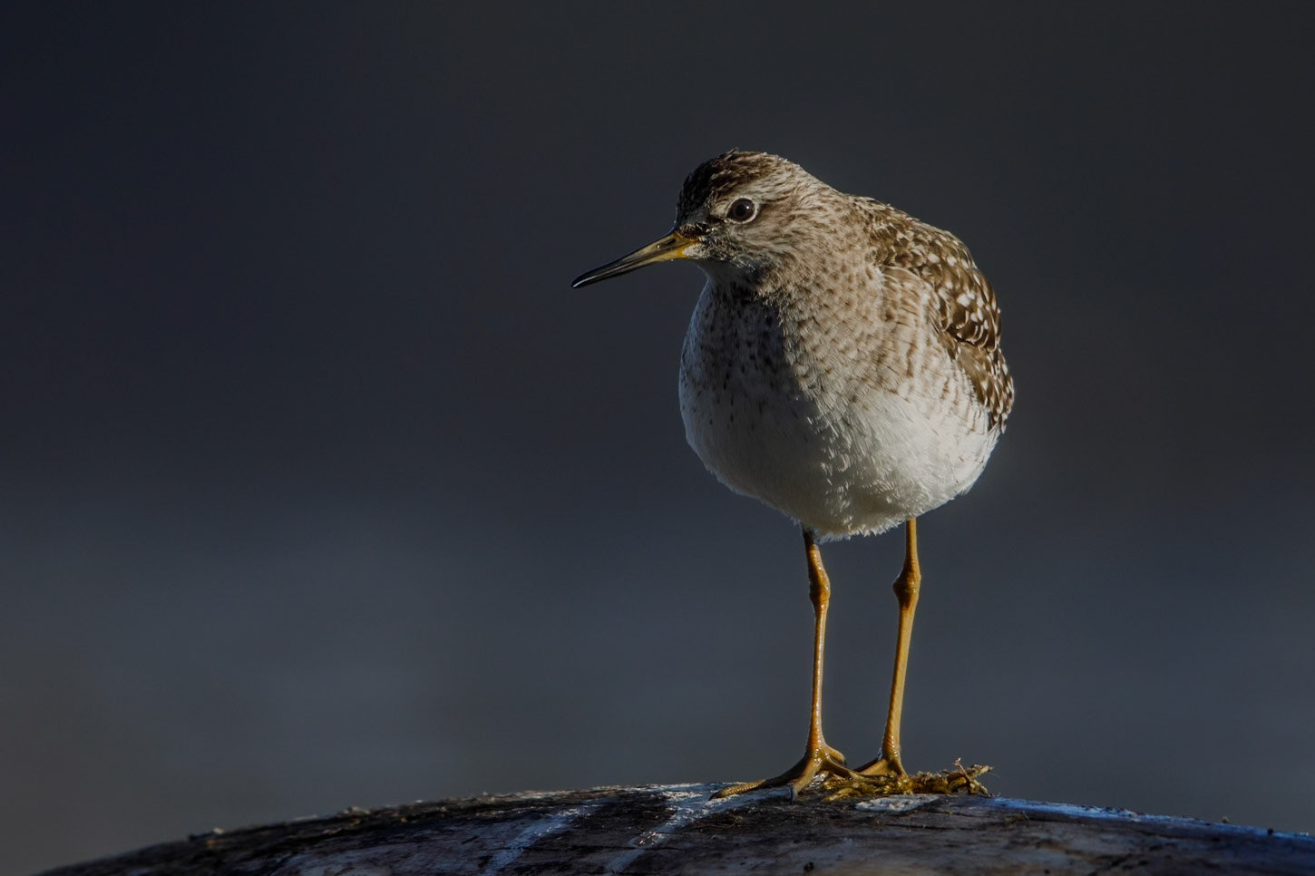 Common Sandpiper