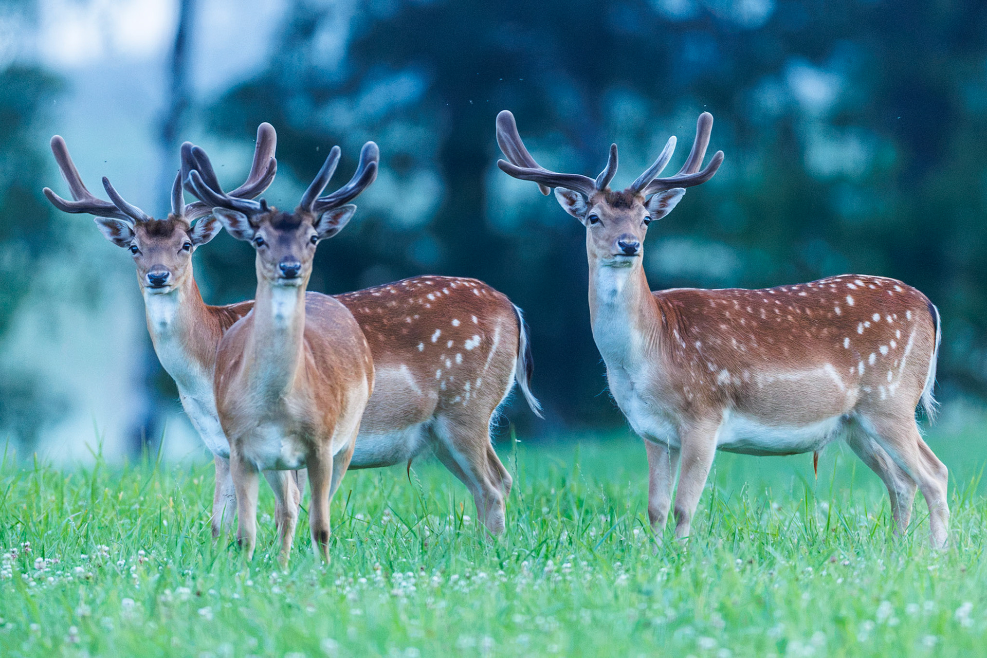 Fallow deer