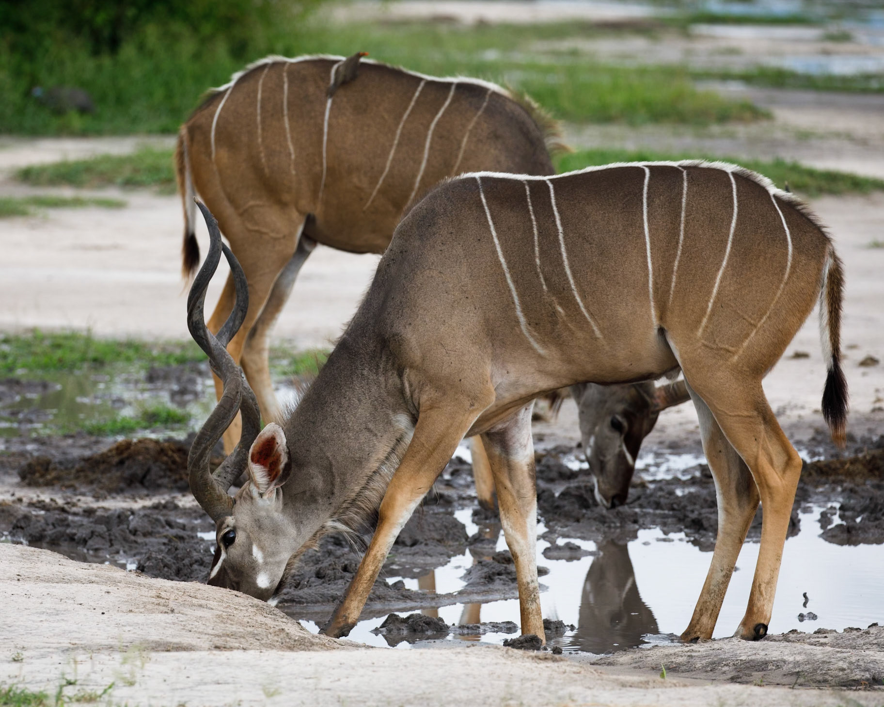 Greater kudu