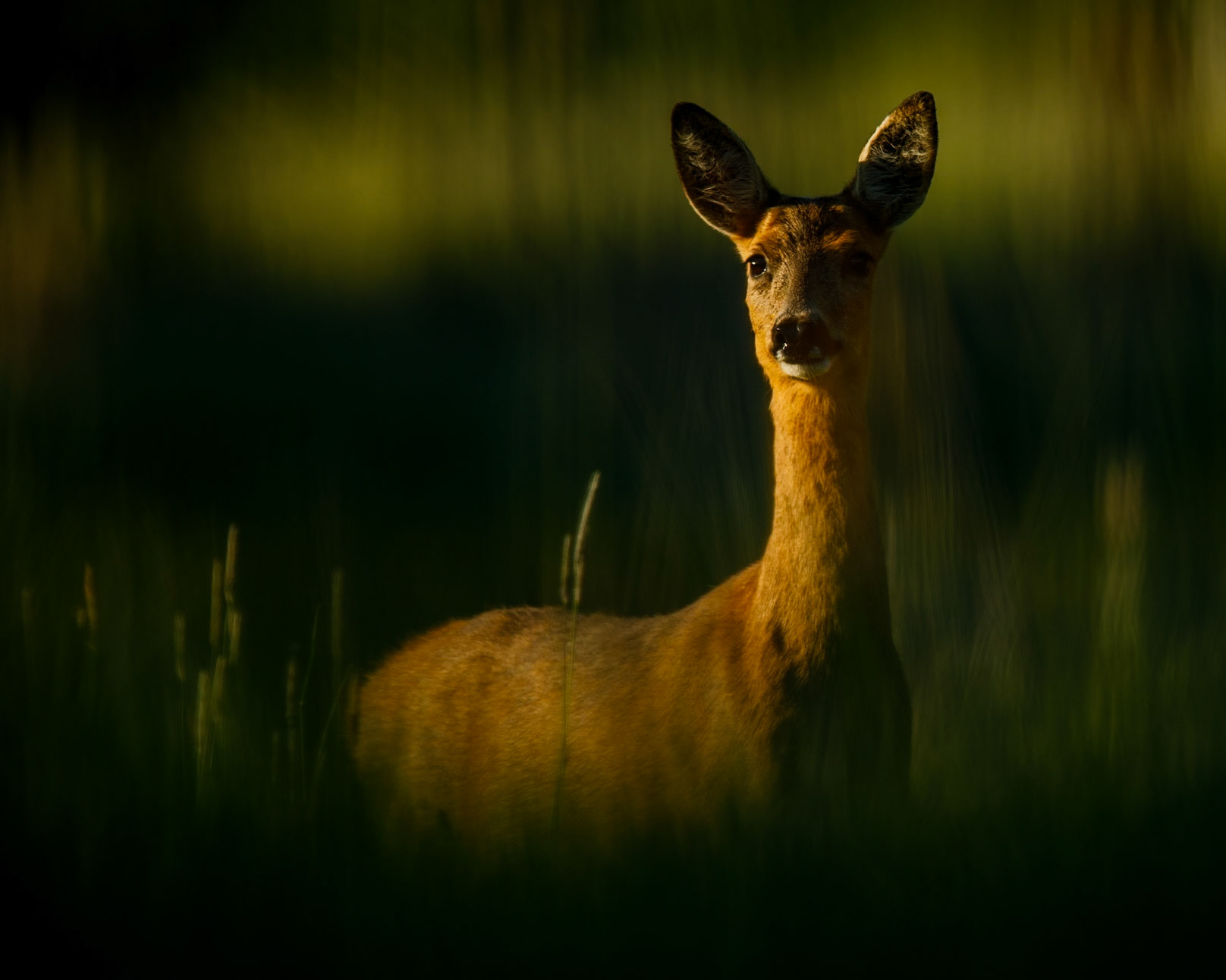 Roe Deer