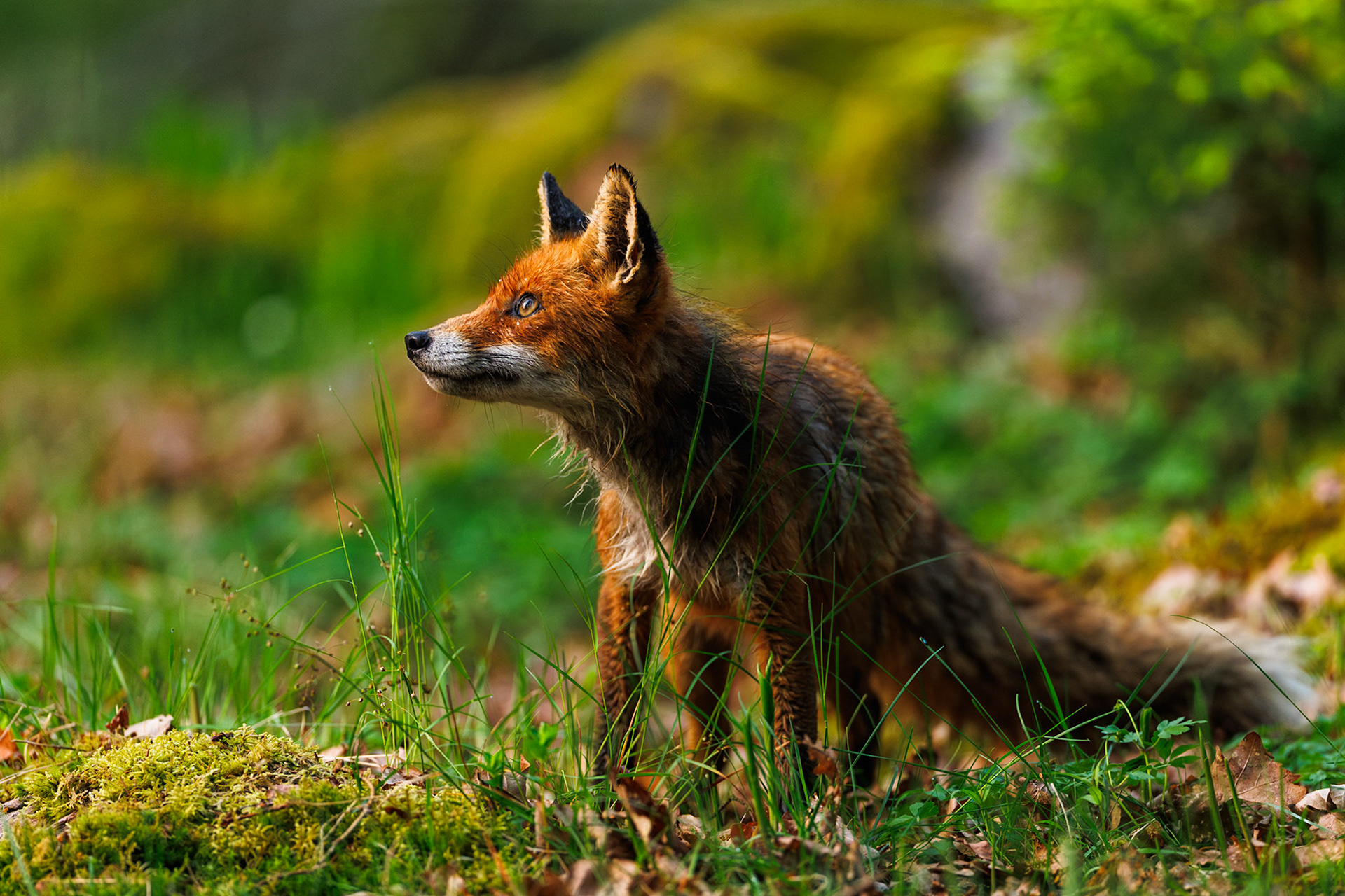 Red fox