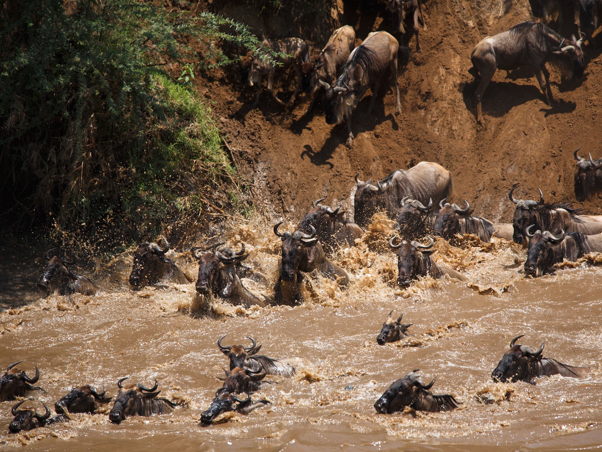 White-Bearded Wildebeest in Masai Mara 2014