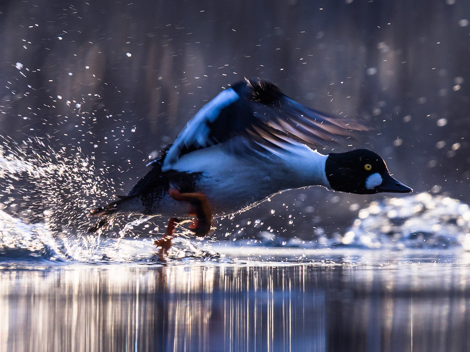 Common Goldeneye