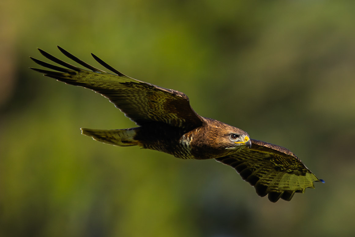 Common Buzzard