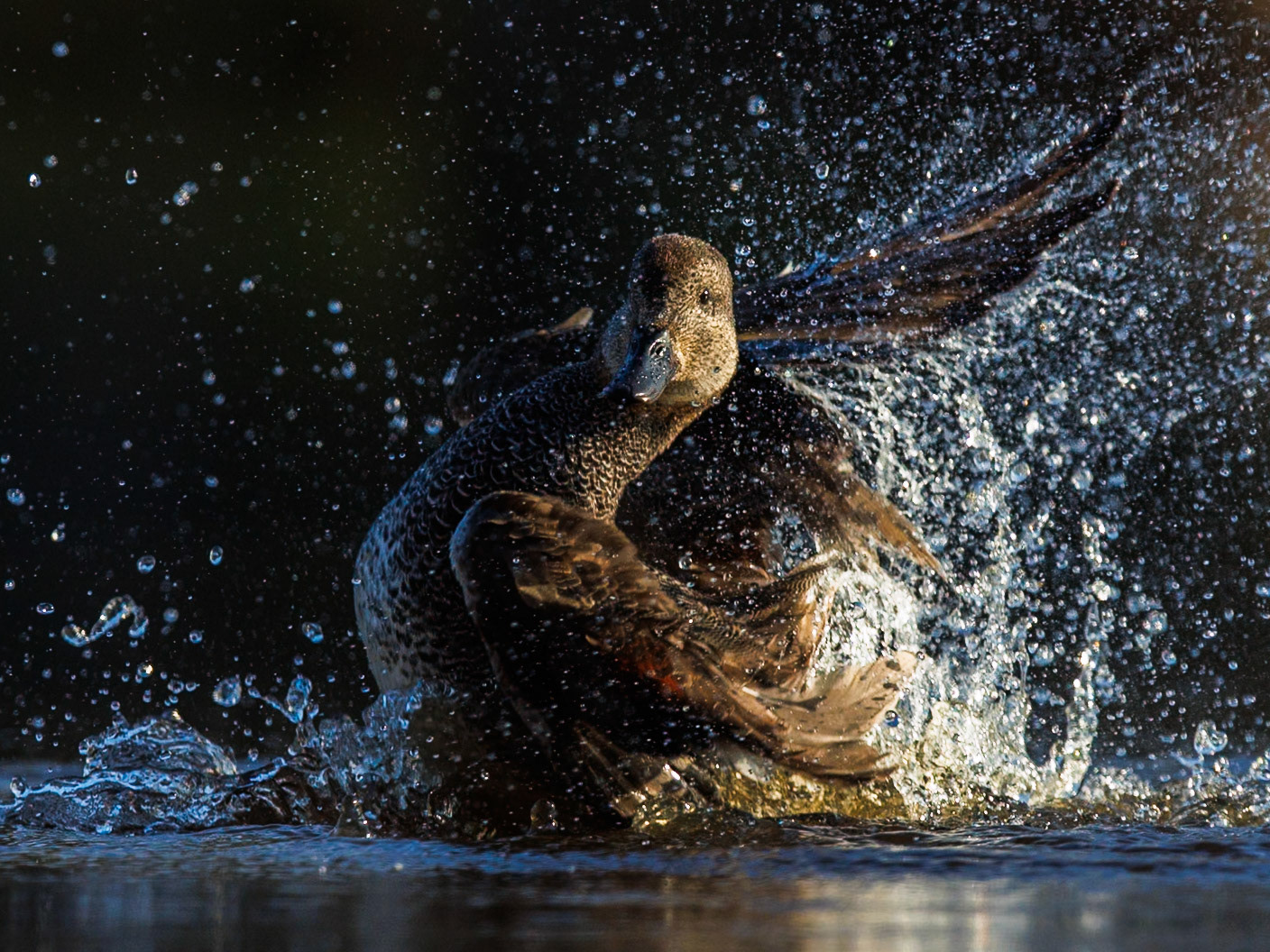 Gadwall