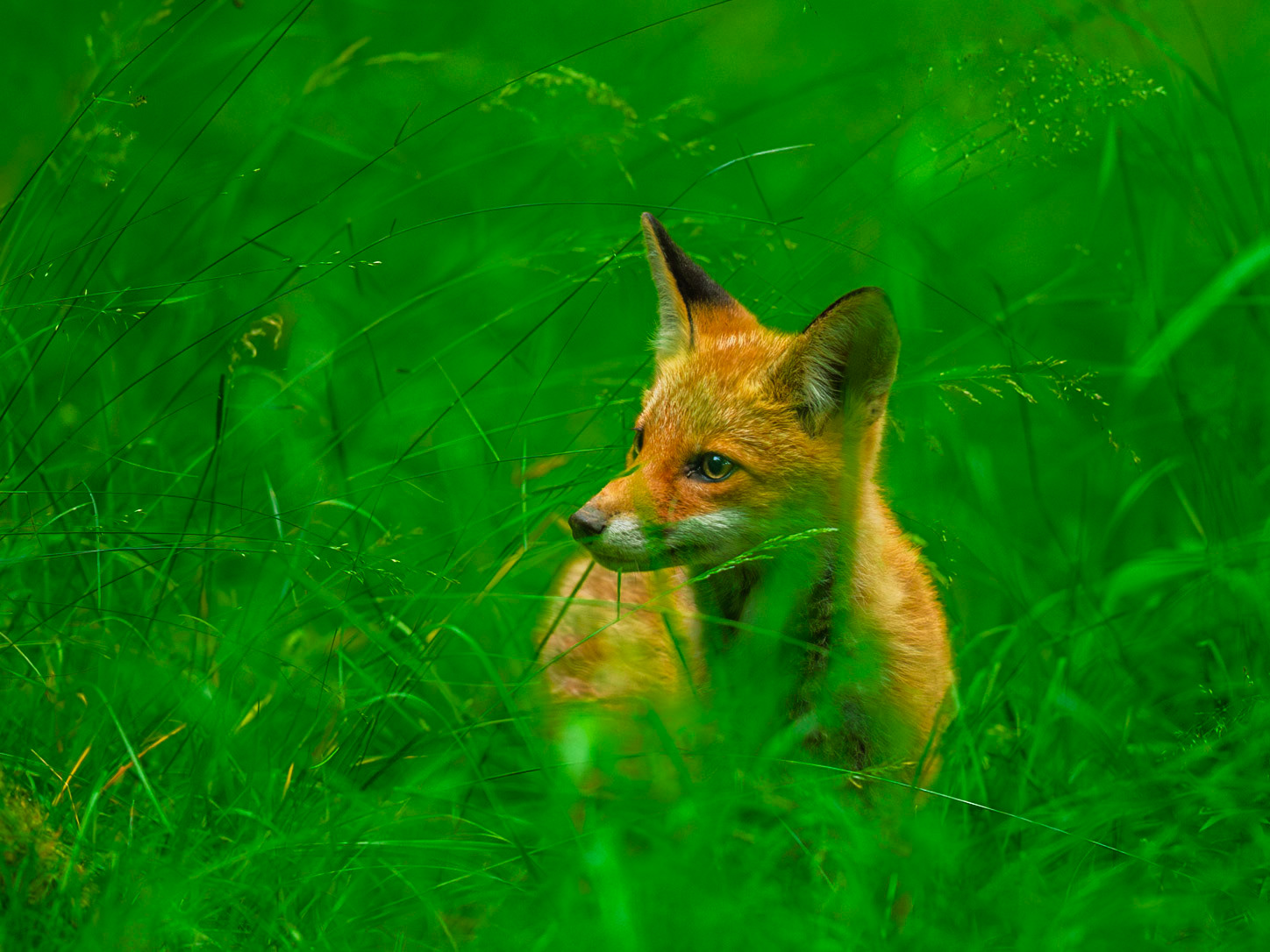 Red Fox