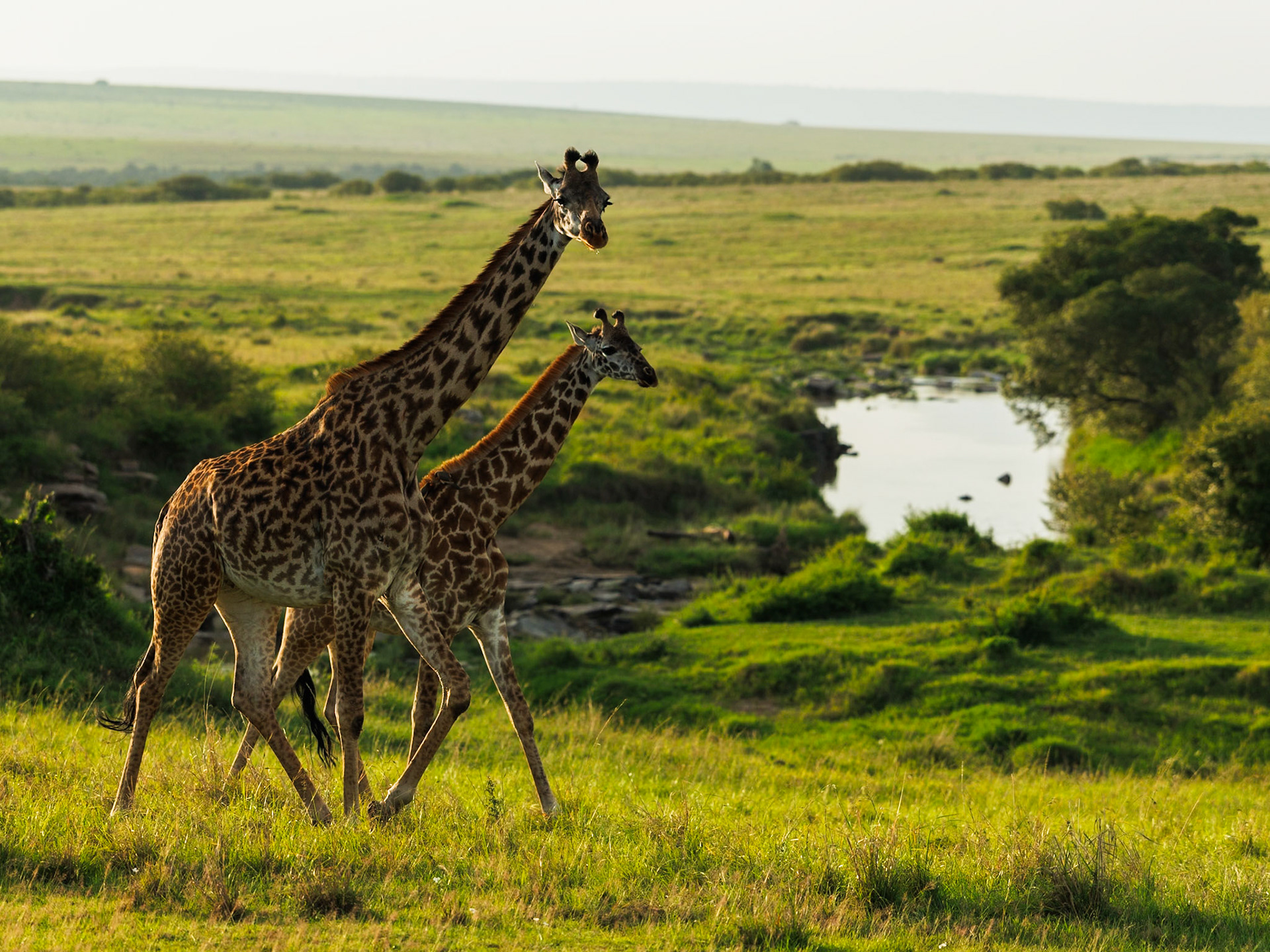 Giraffes in Masai Mara 2026