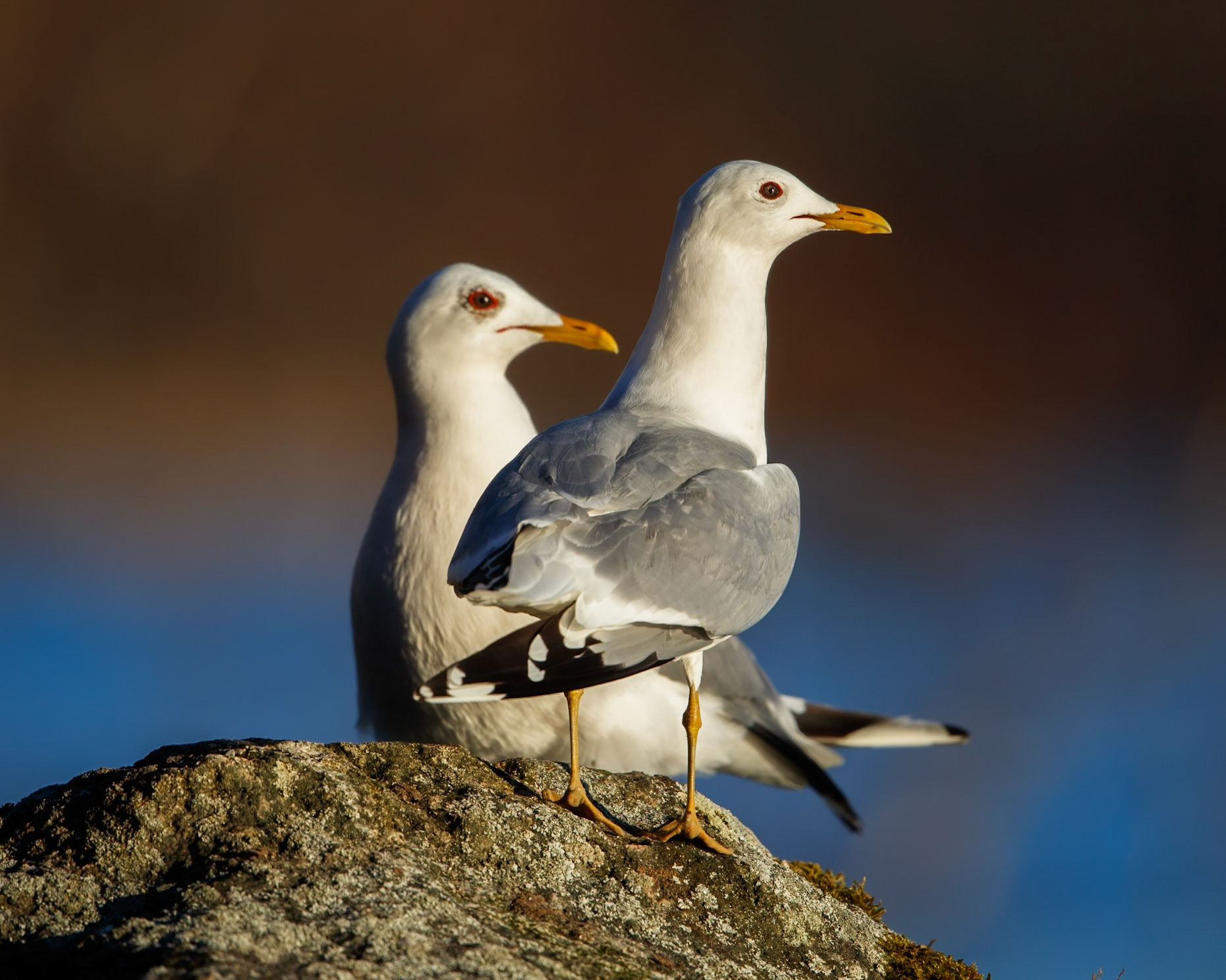 Seagull