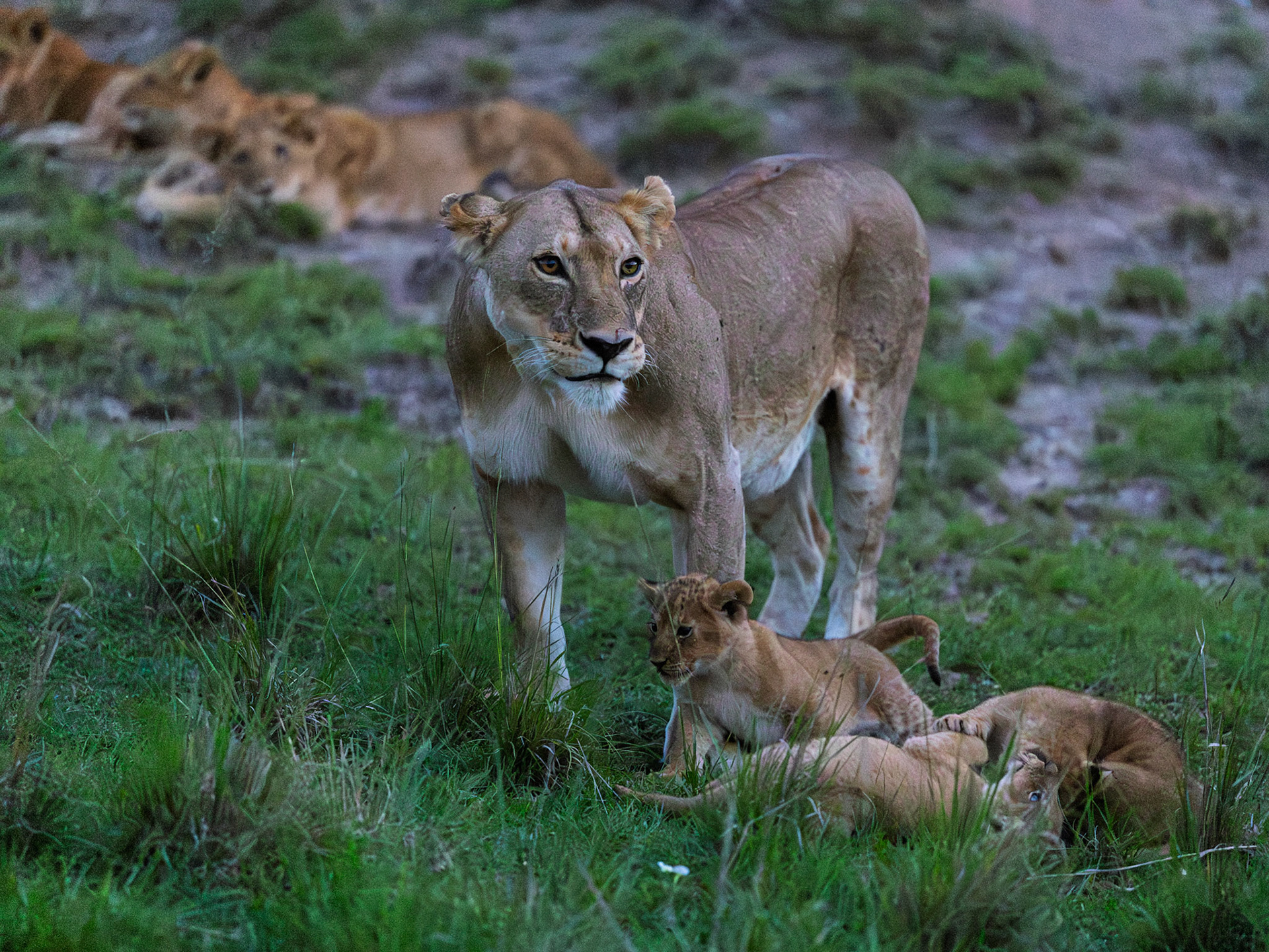 Lions in Masai Mara 2026