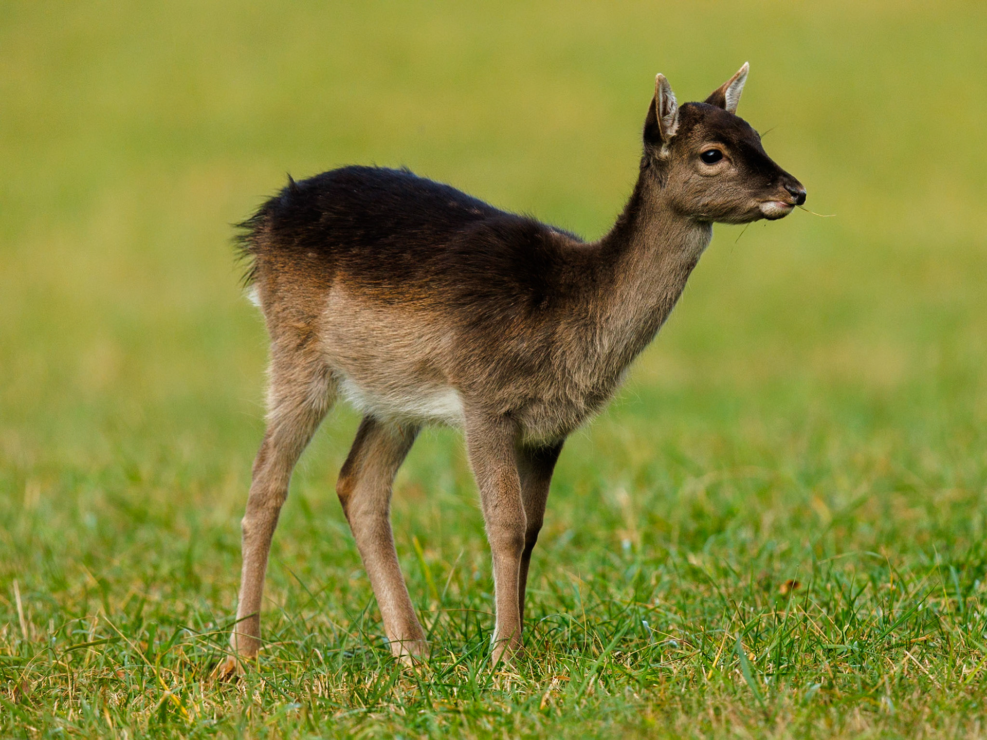 Fallow deer