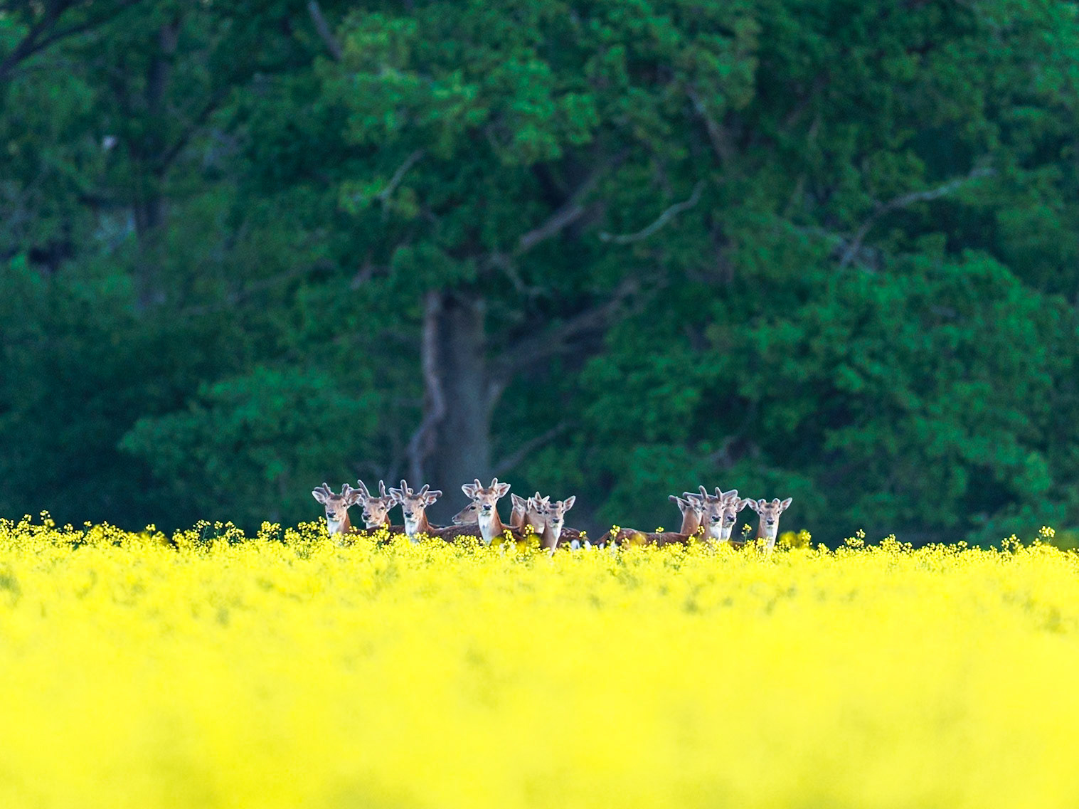 Fallow deer