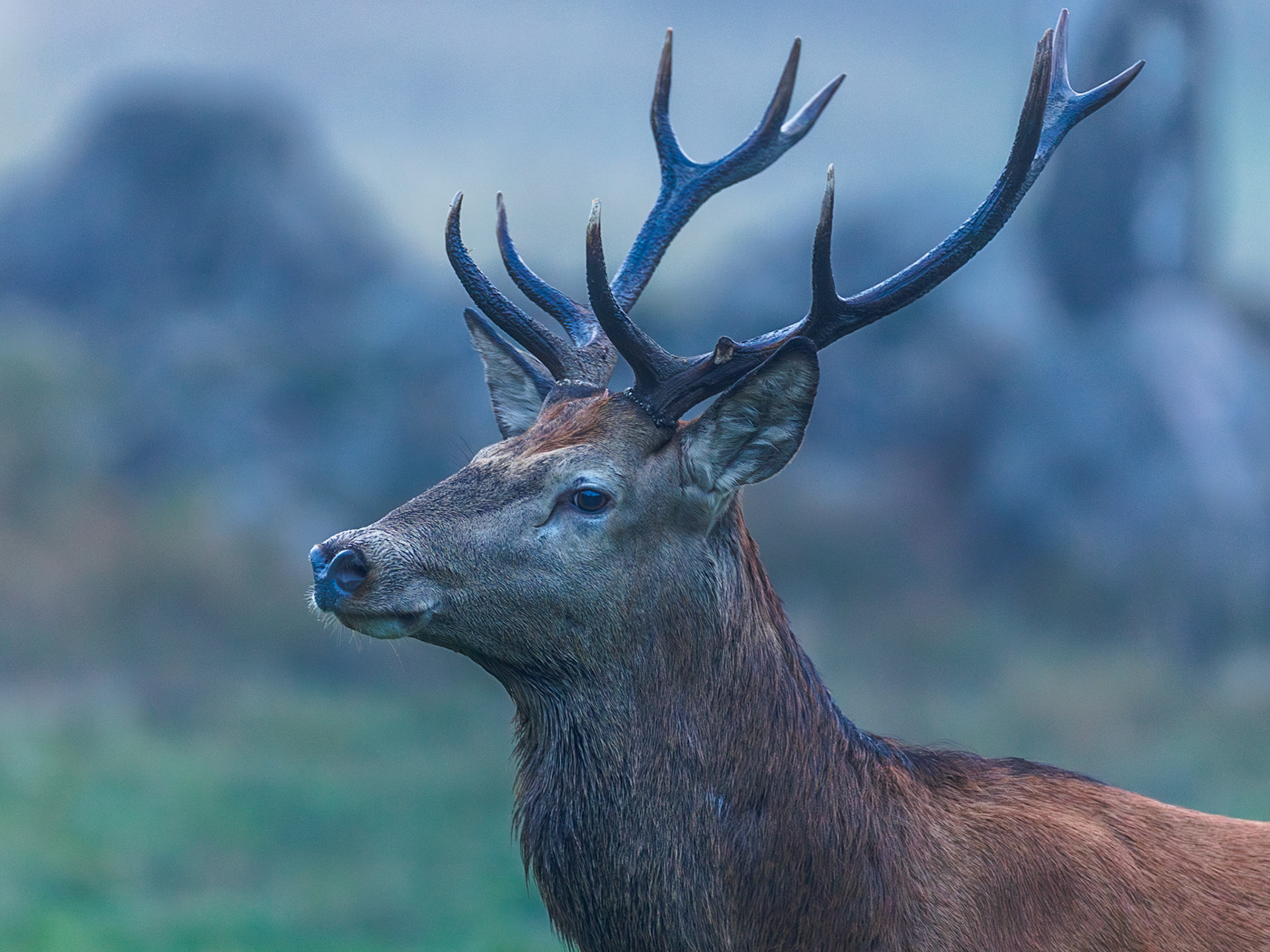 Red deer