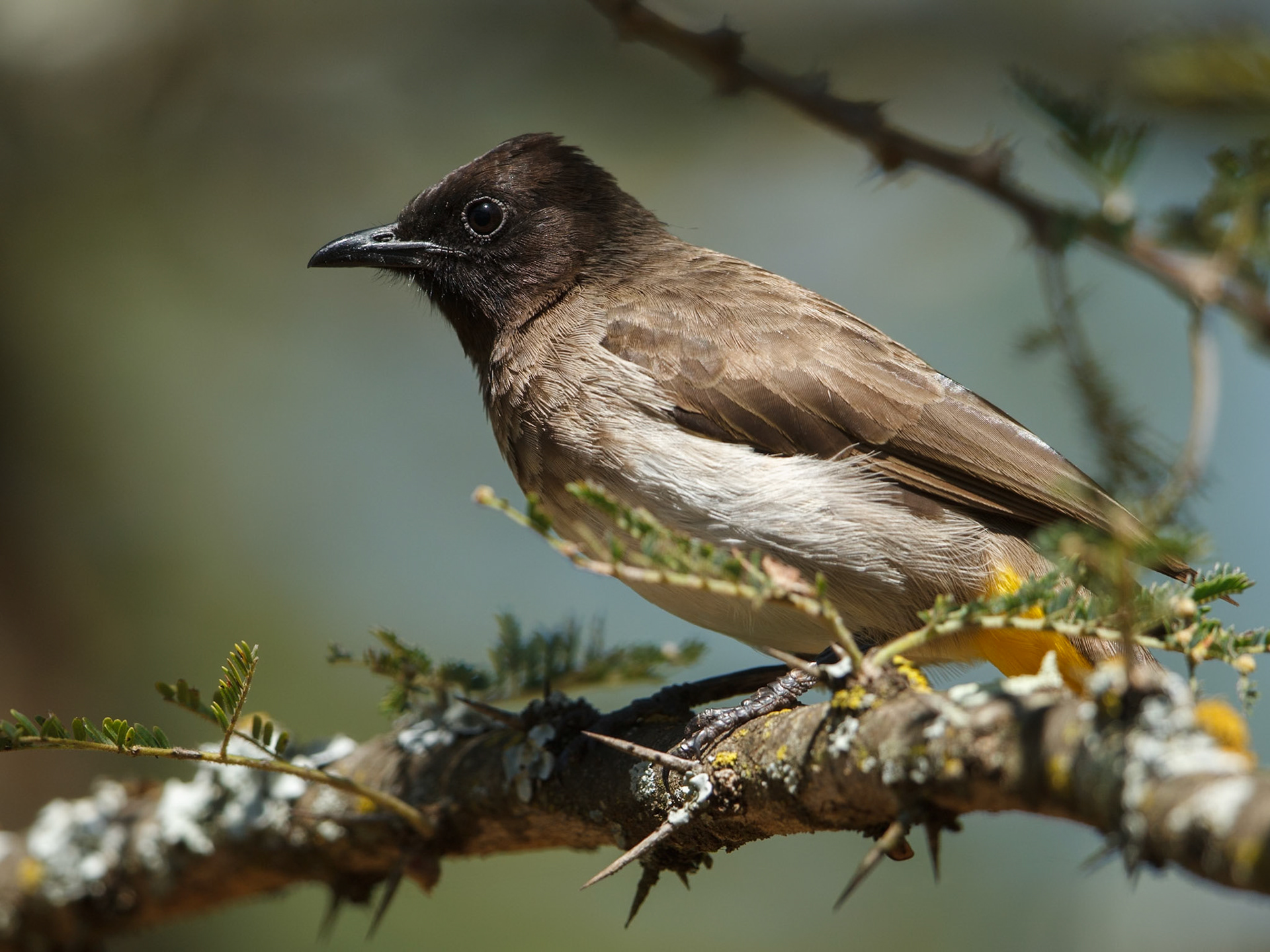 Common Bulbul in Masai Mara 2014