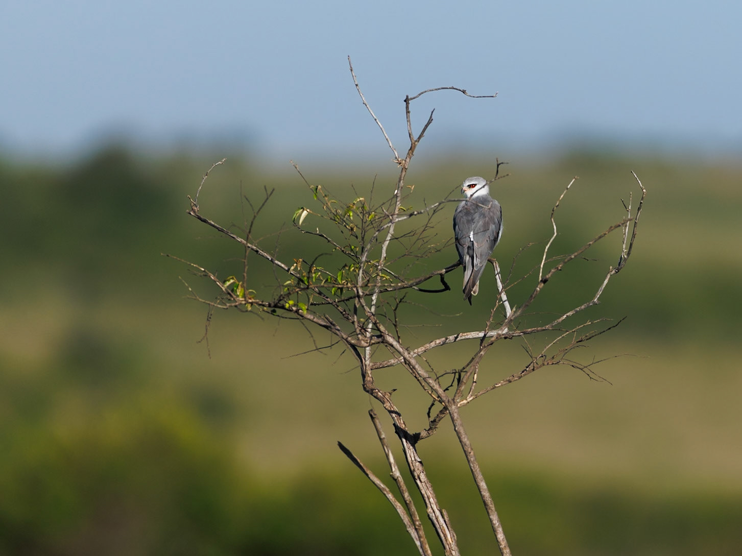 Black-shouldered Kite in Masai Mara 2026