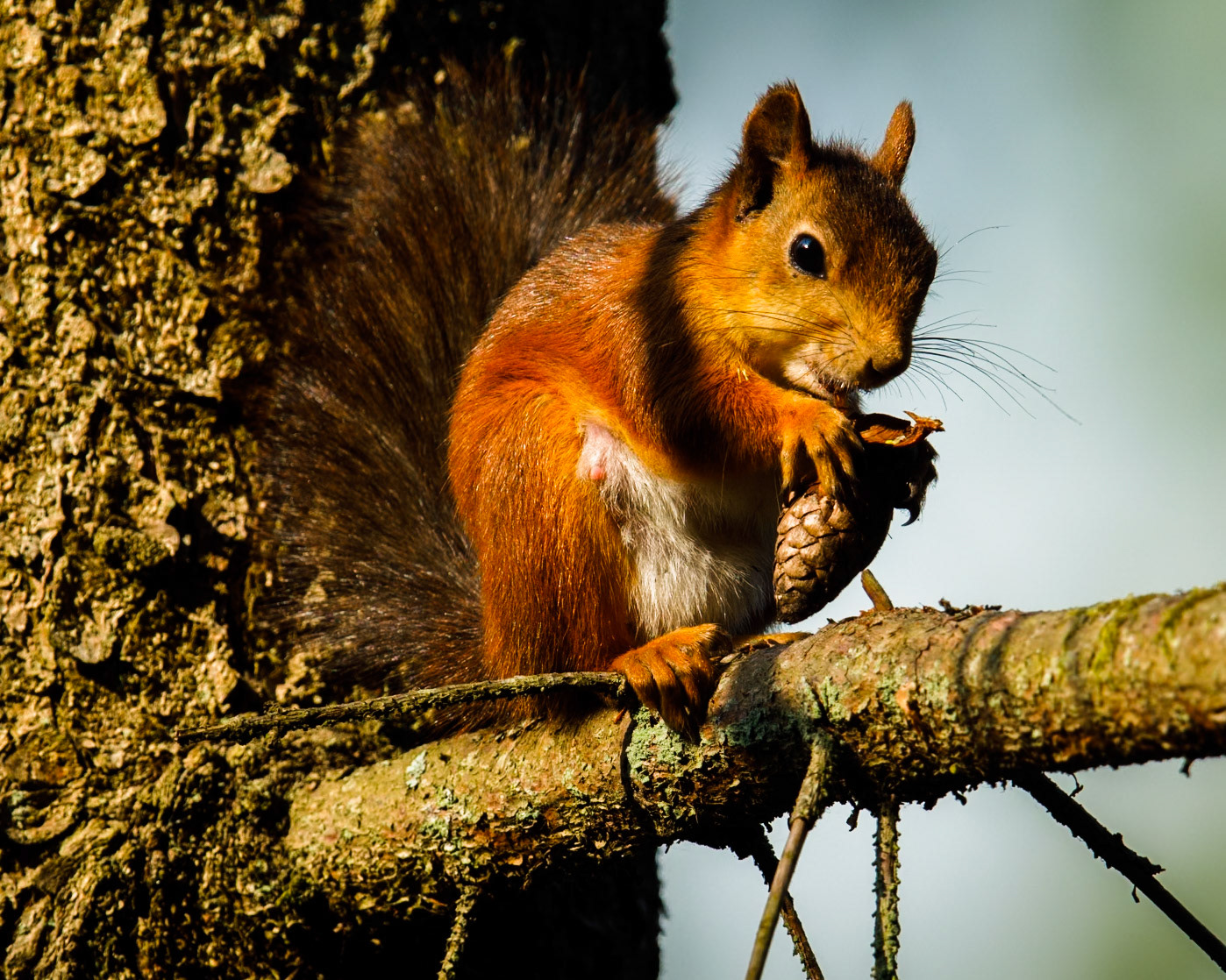 Squirrel