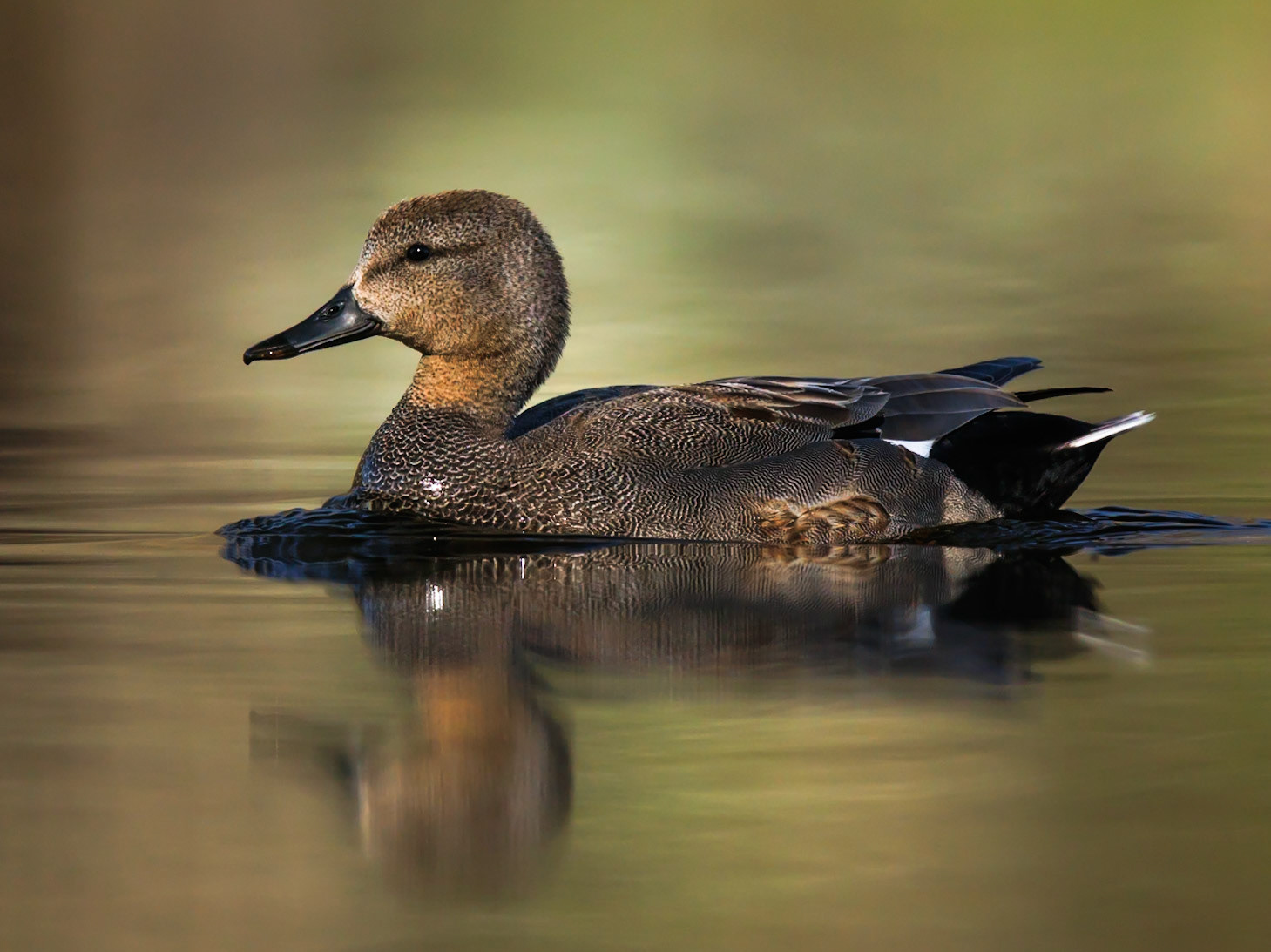 Gadwall