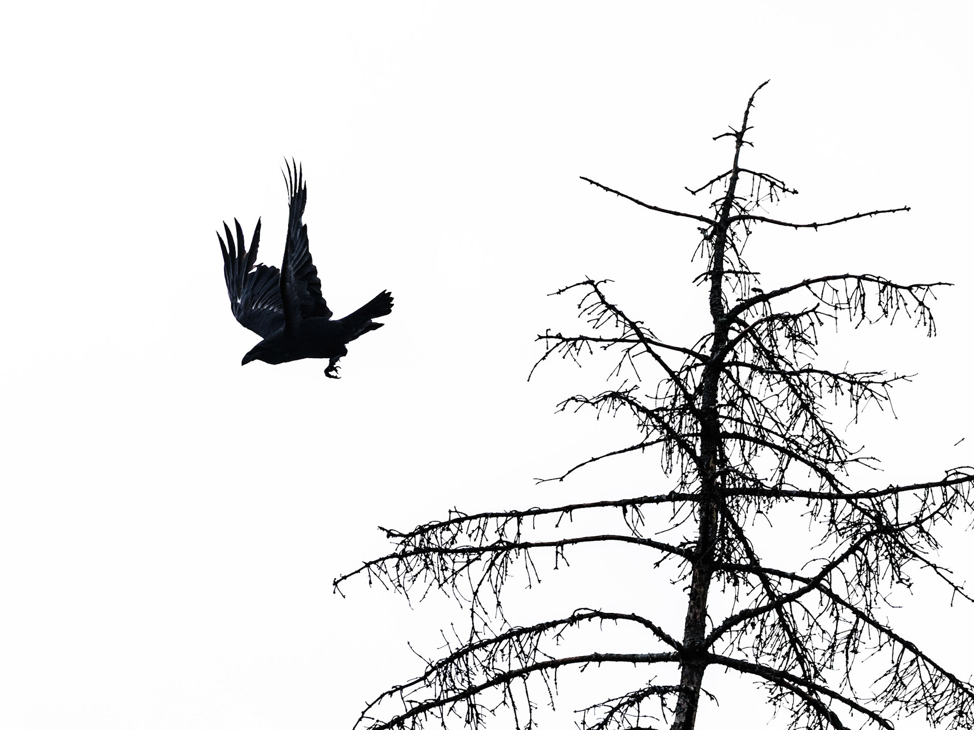 Raven