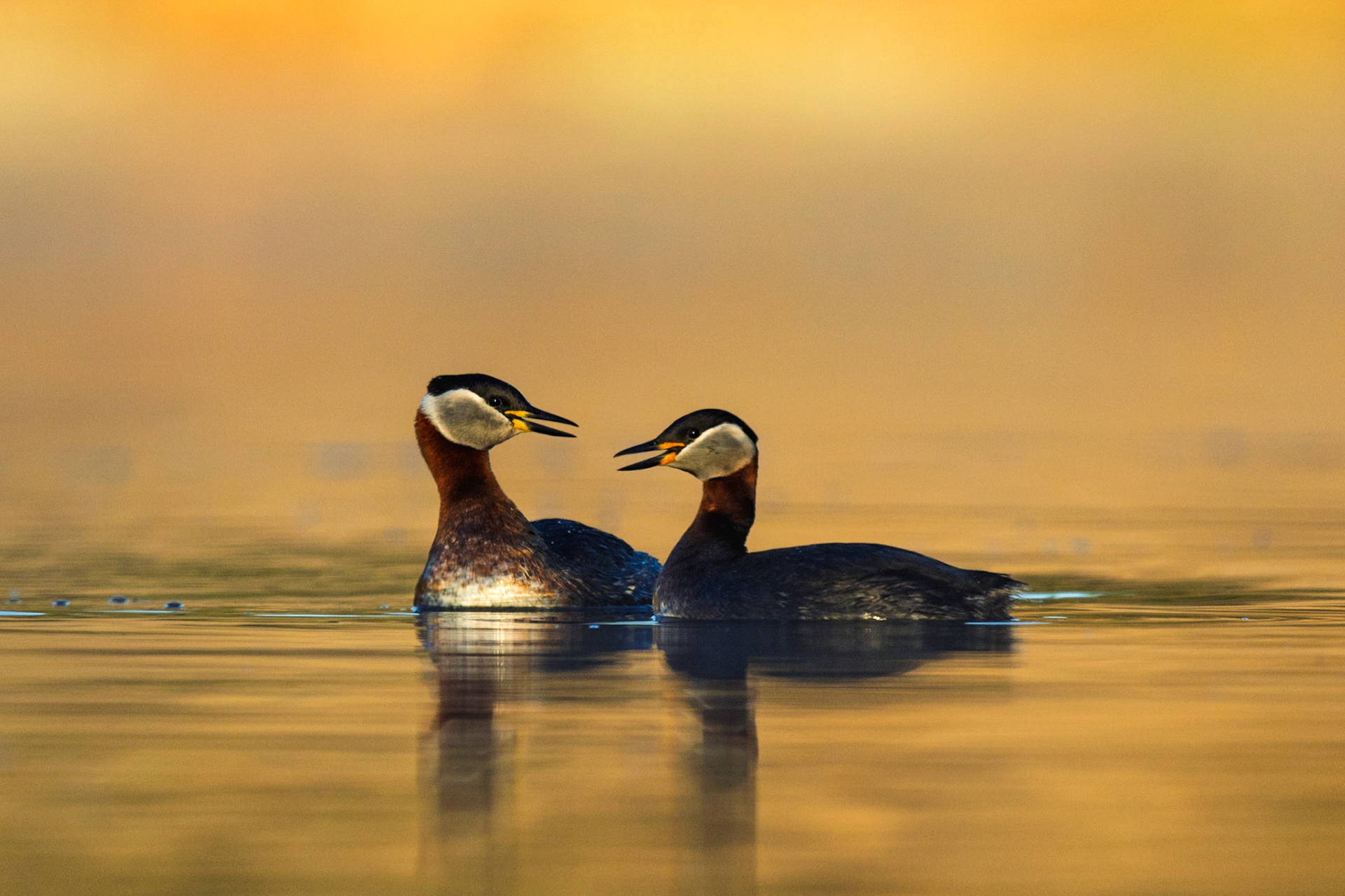 Red-necked Grebe