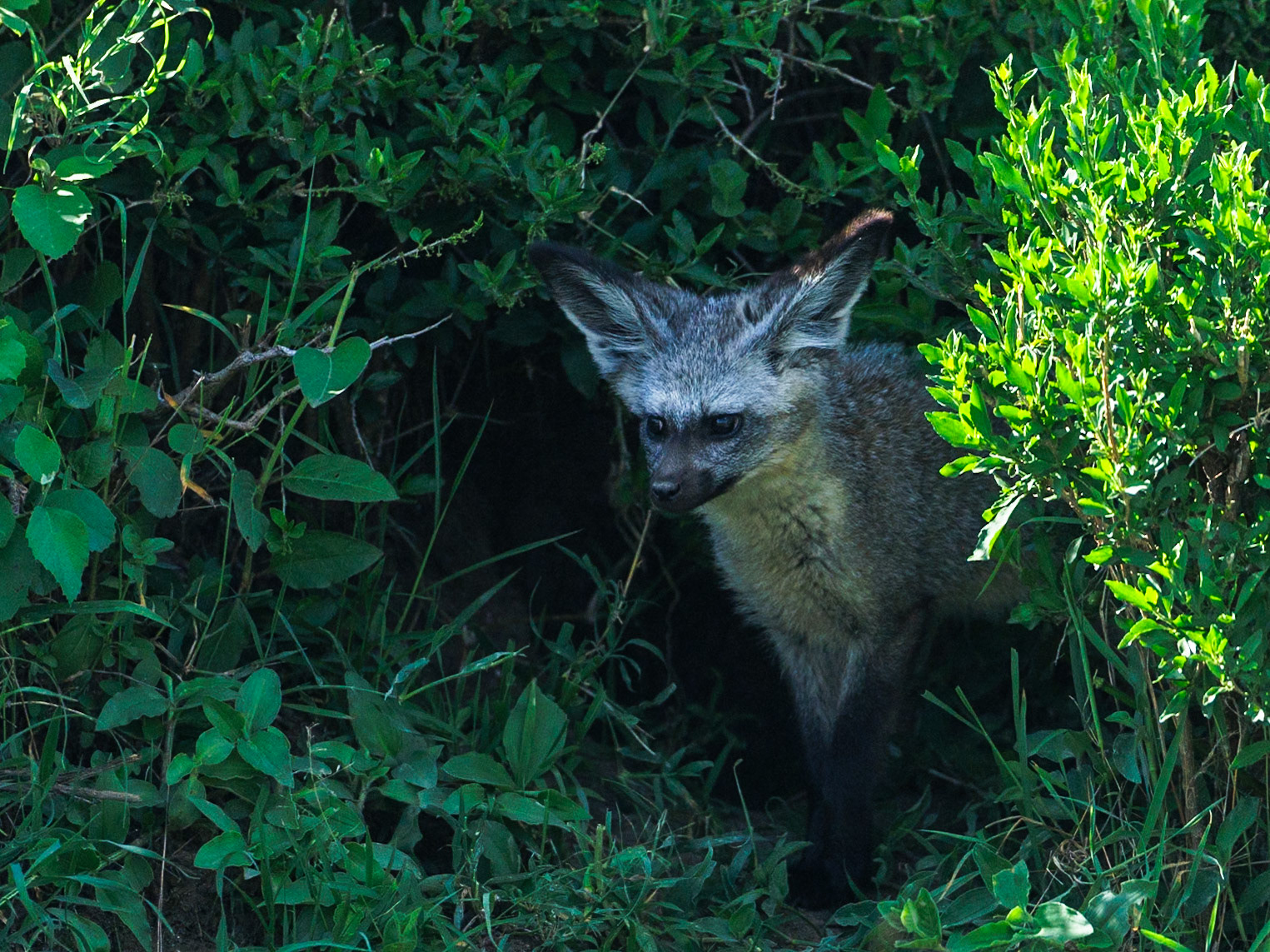 Bat-eared fox in Masai Mara 2026