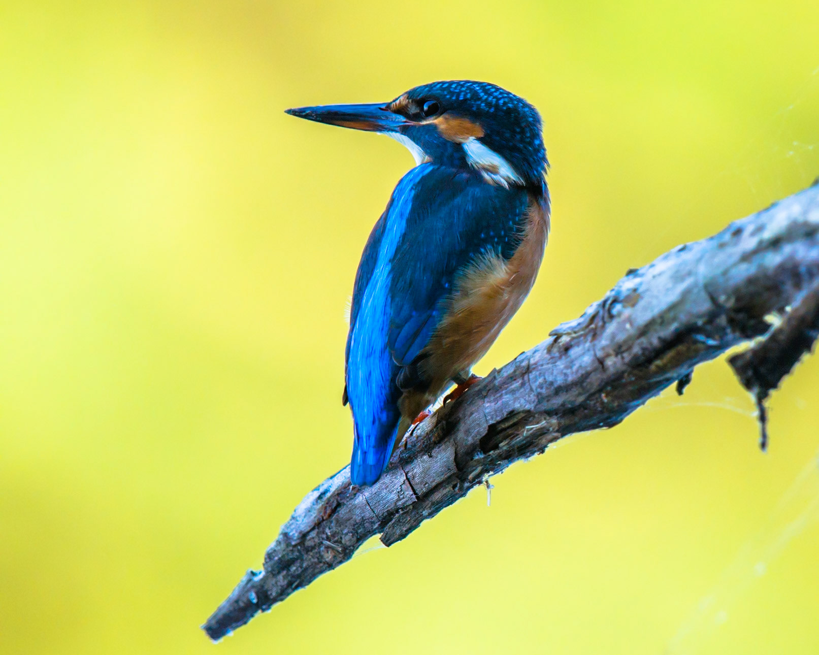 Common Kingfisher