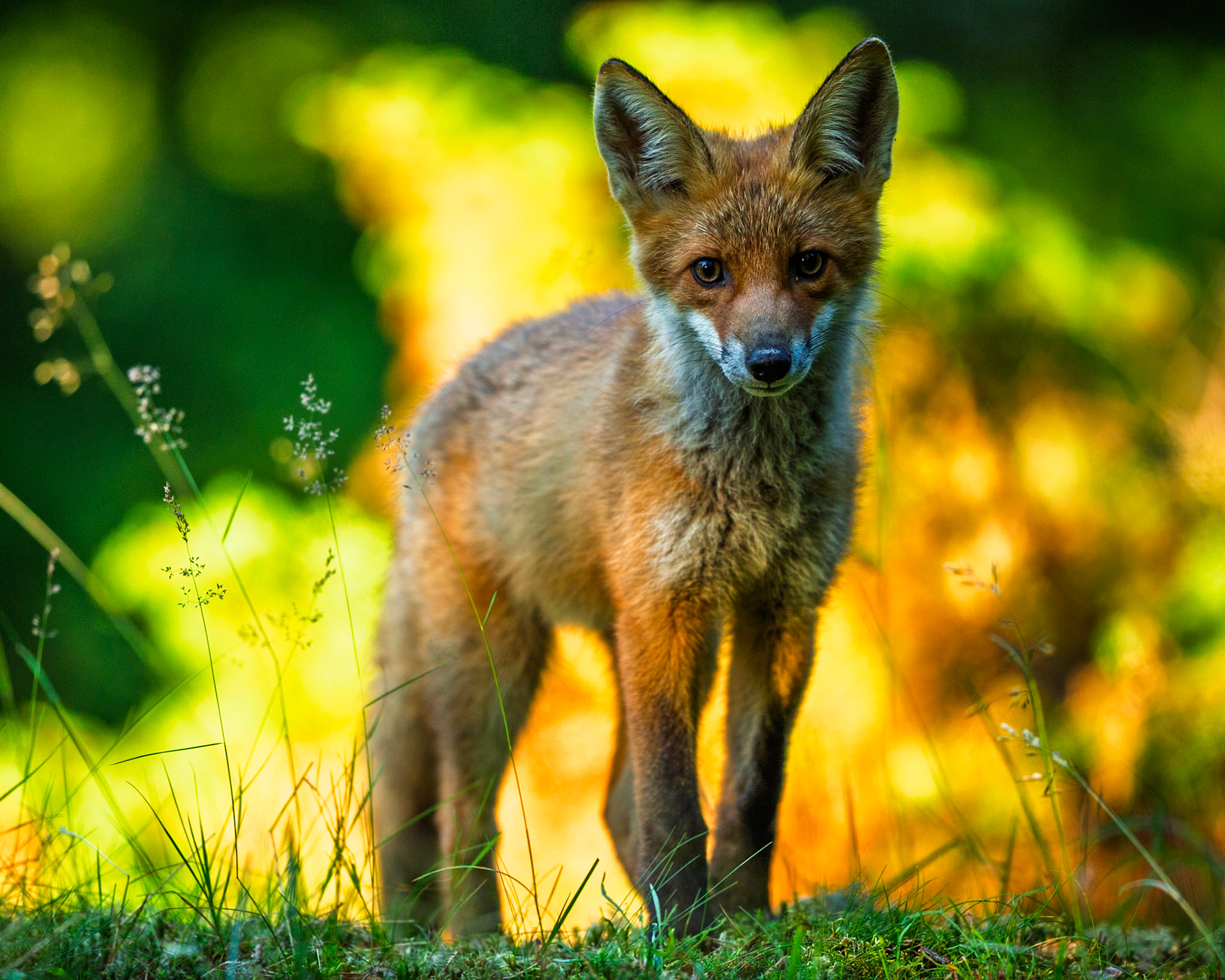Red Fox