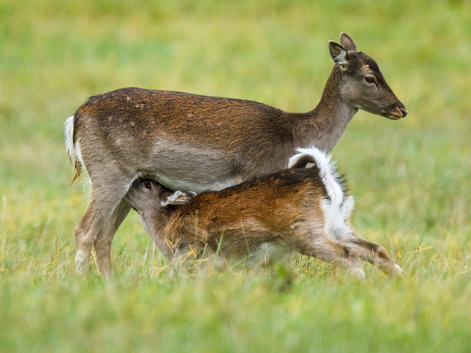 Fallow Deer