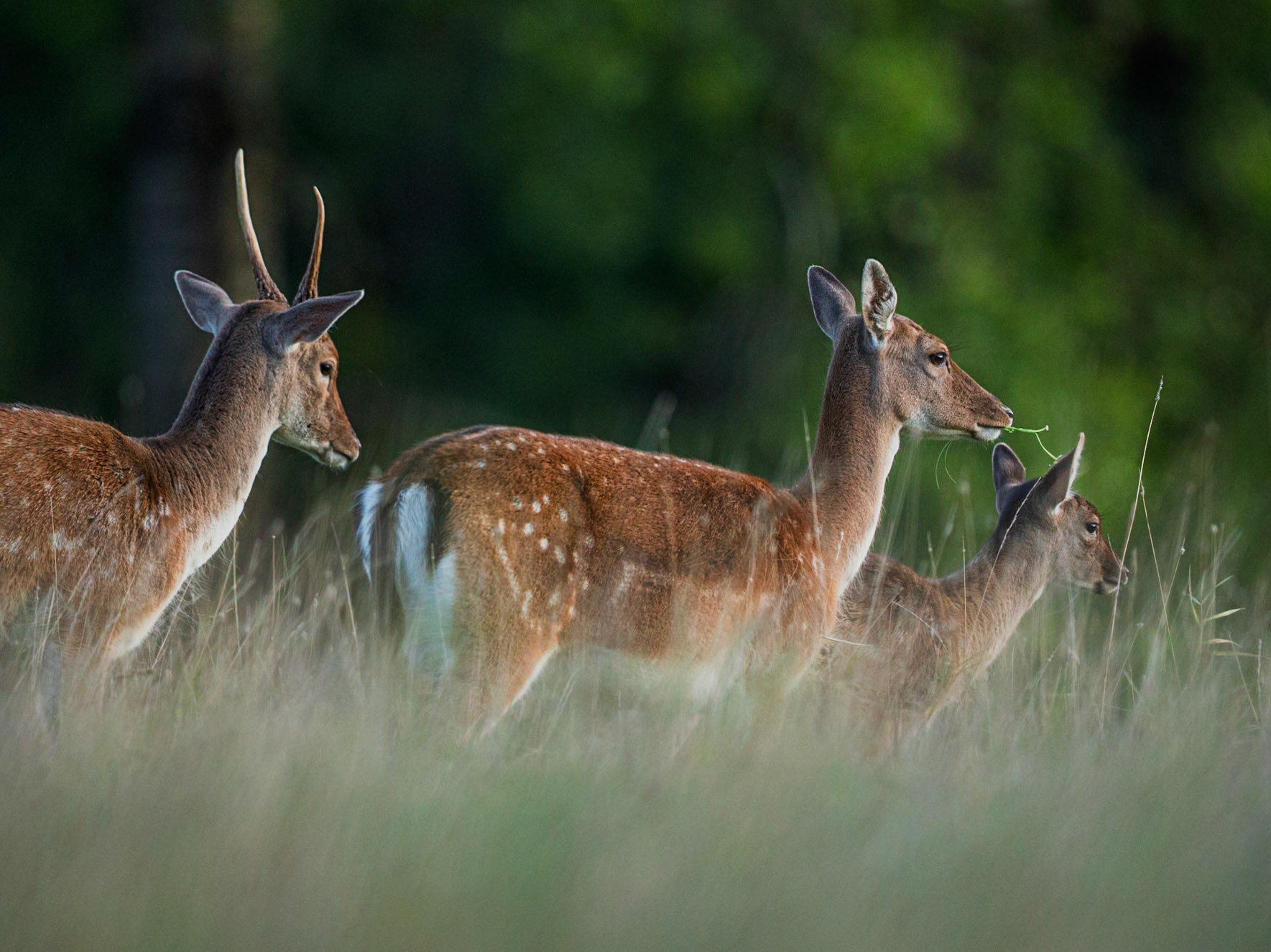 Fallow Deer