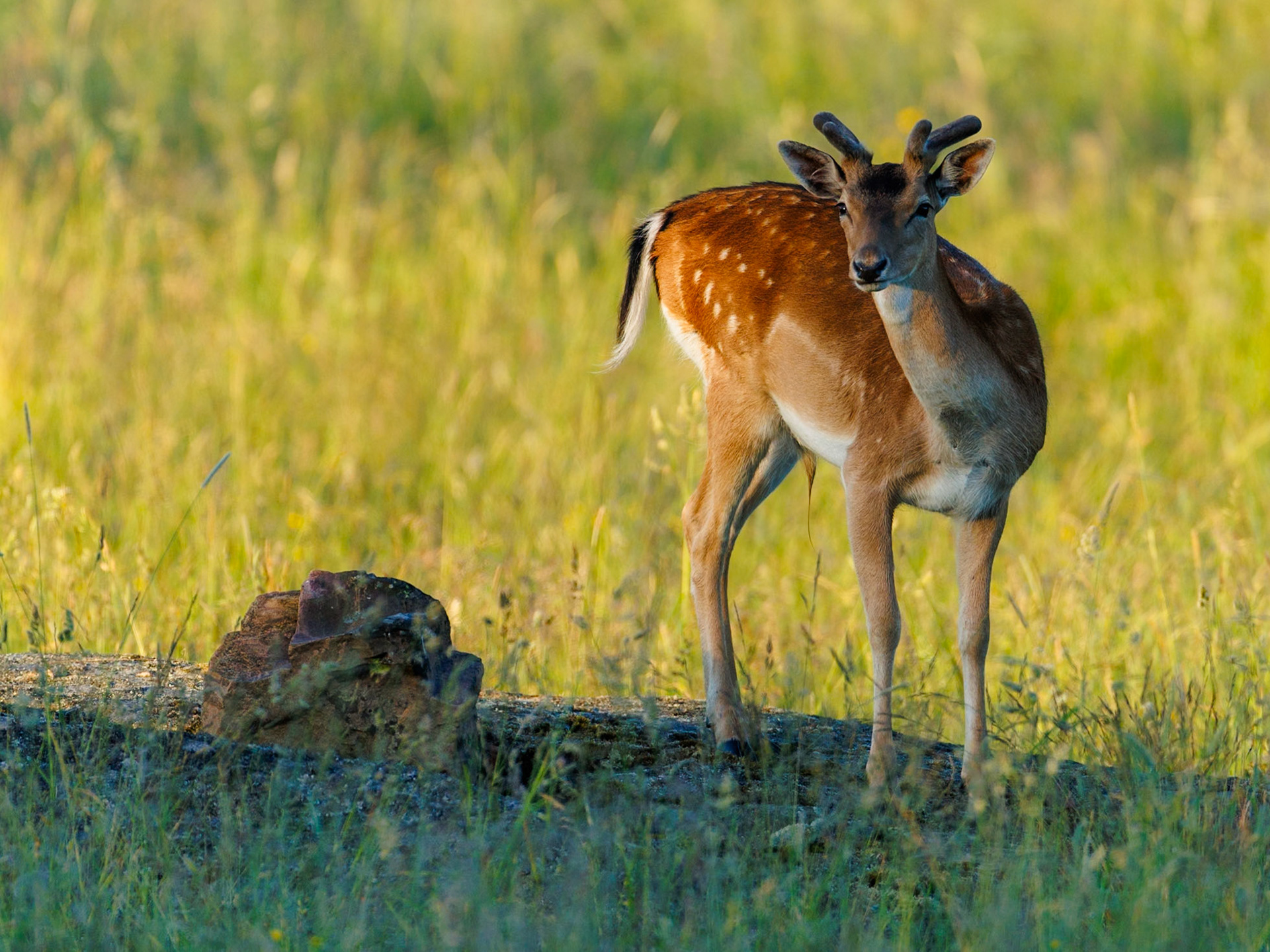 Fallow deer