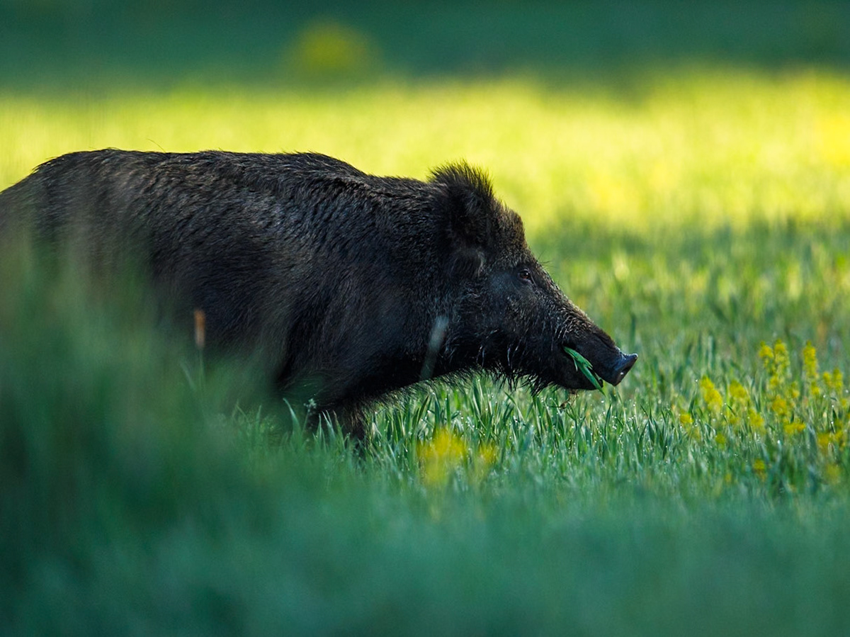 Wild Bore