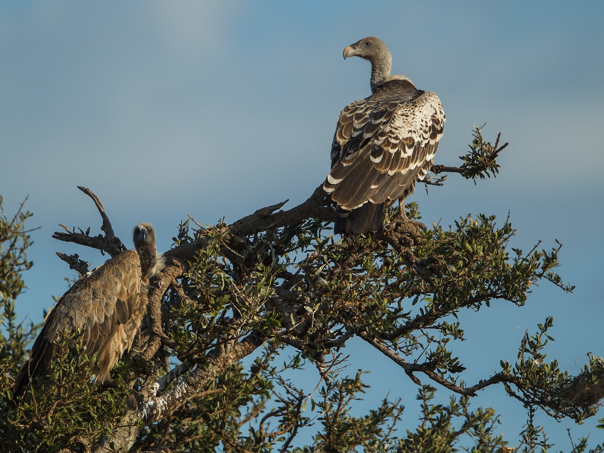 Rüppell's Griffon Vulture in Masai Mara 2014